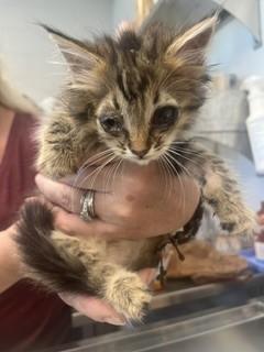 A182573, Adoptable, Kitten Female Domestic Long Hair.