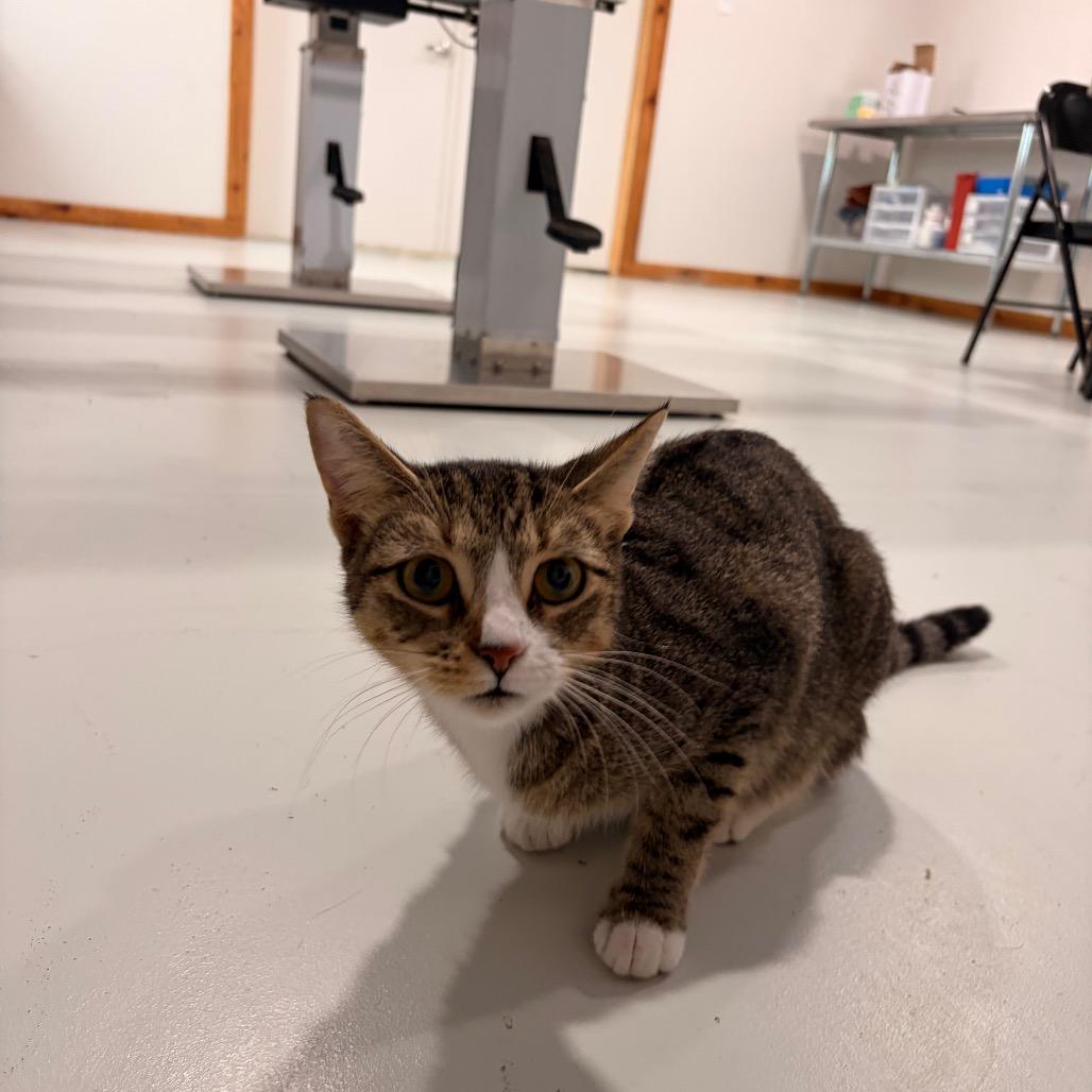 Tina, a Adoptable American Shorthair in Harlingen, TX image 1/2