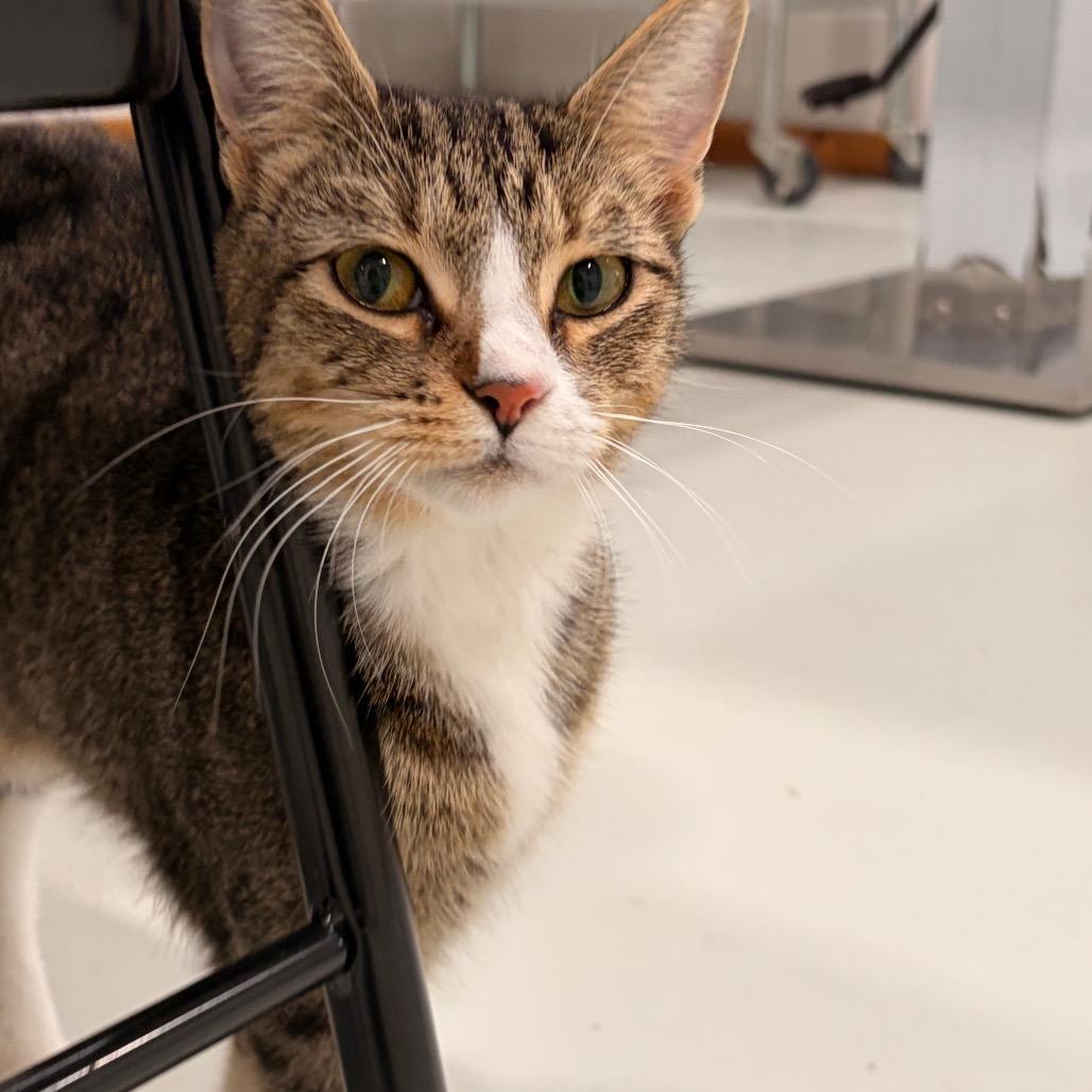 Tina, a Adoptable American Shorthair in Harlingen, TX image 2/2