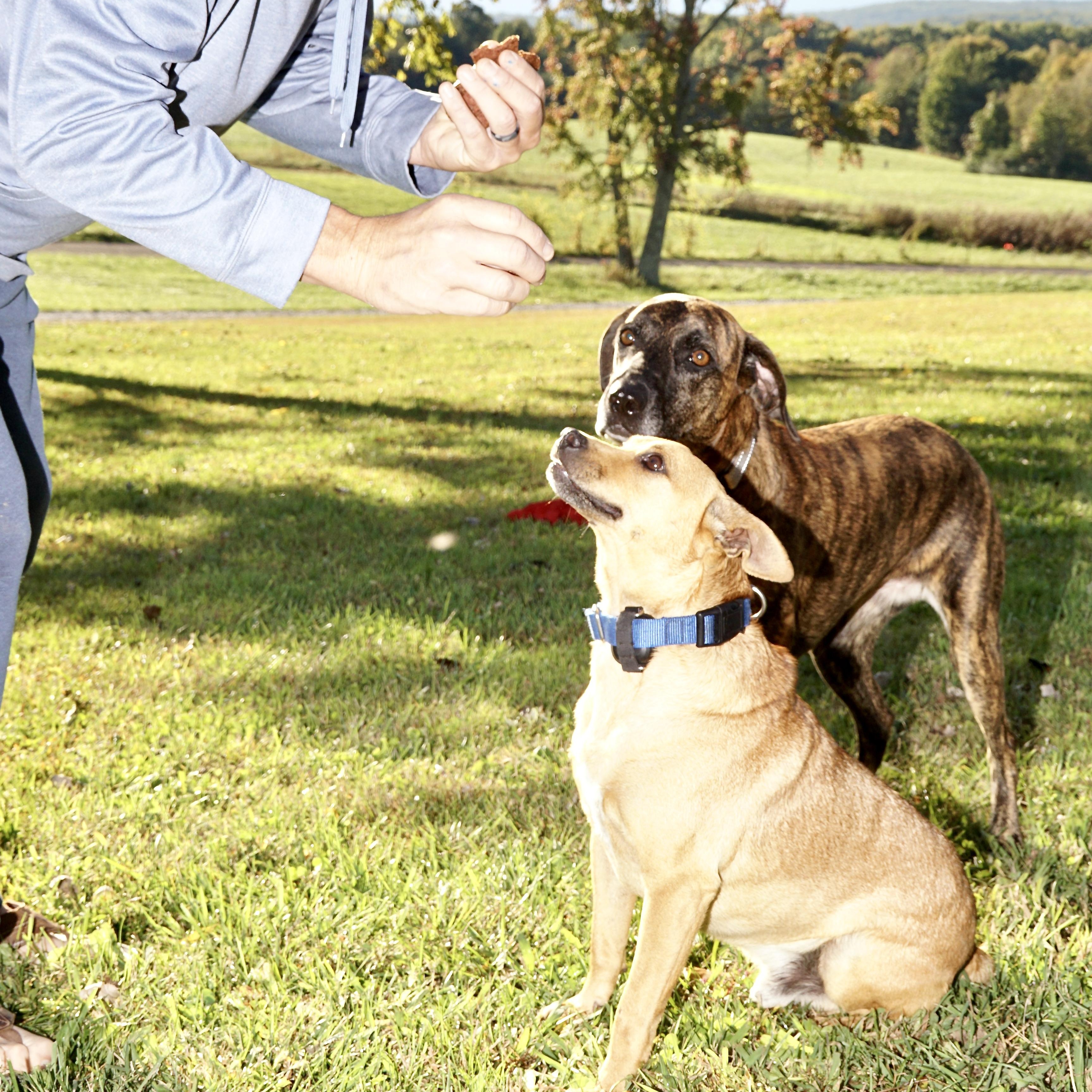 Ricky-s, a Adoptable mixed breed in Sequatchie, TN image 3/6