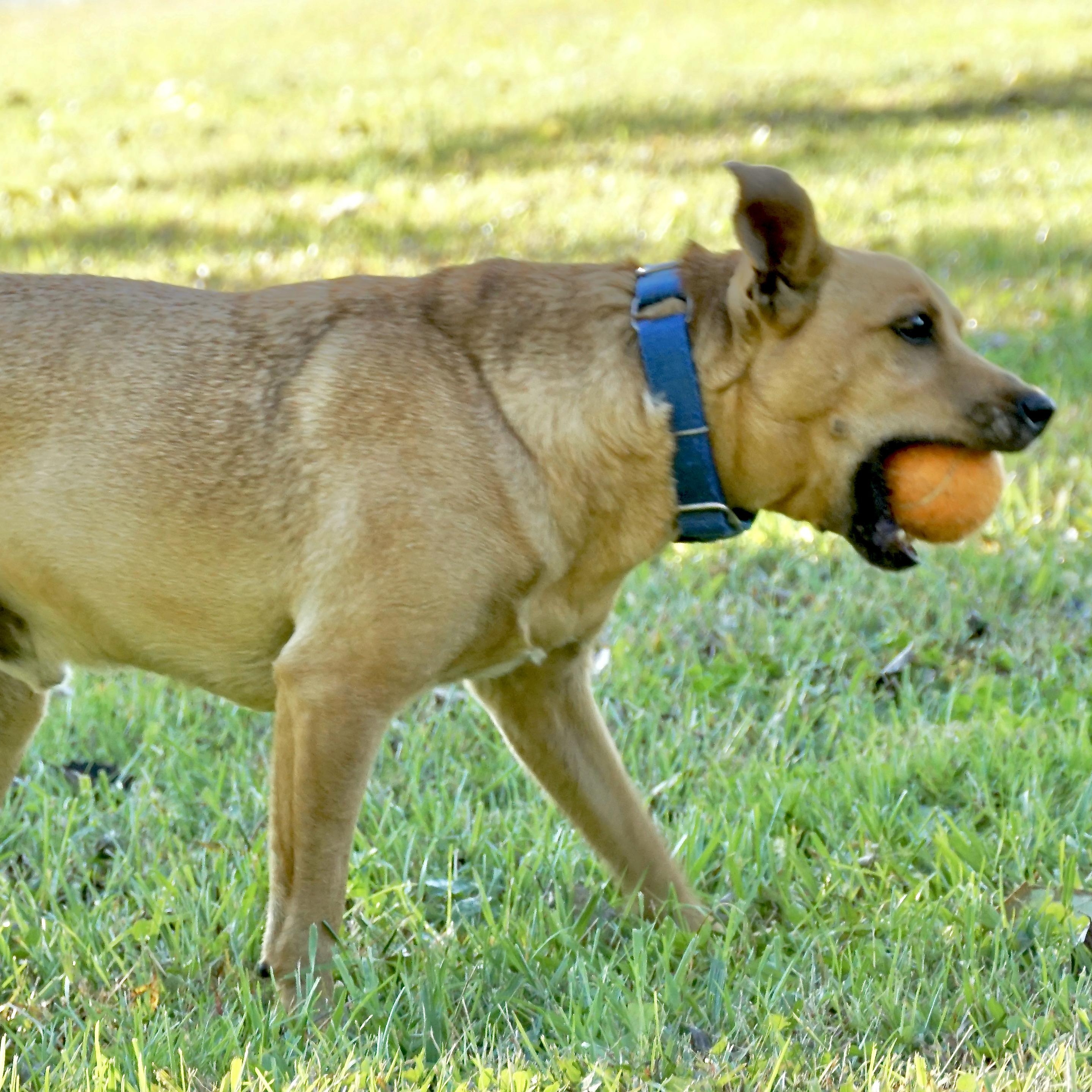 Ricky-s, a Adoptable mixed breed in Sequatchie, TN image 5/6