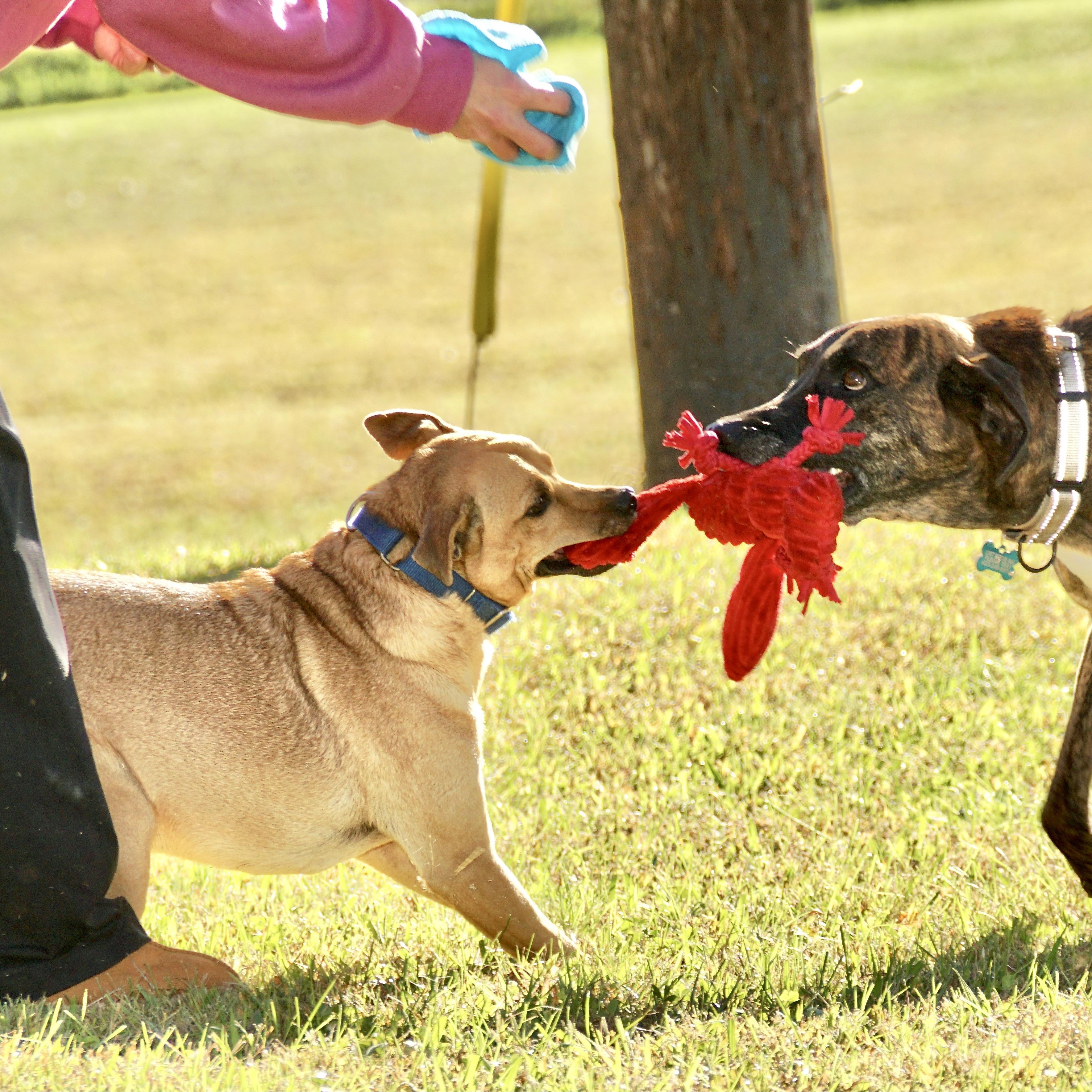 Ricky-s, a Adoptable mixed breed in Sequatchie, TN image 2/6