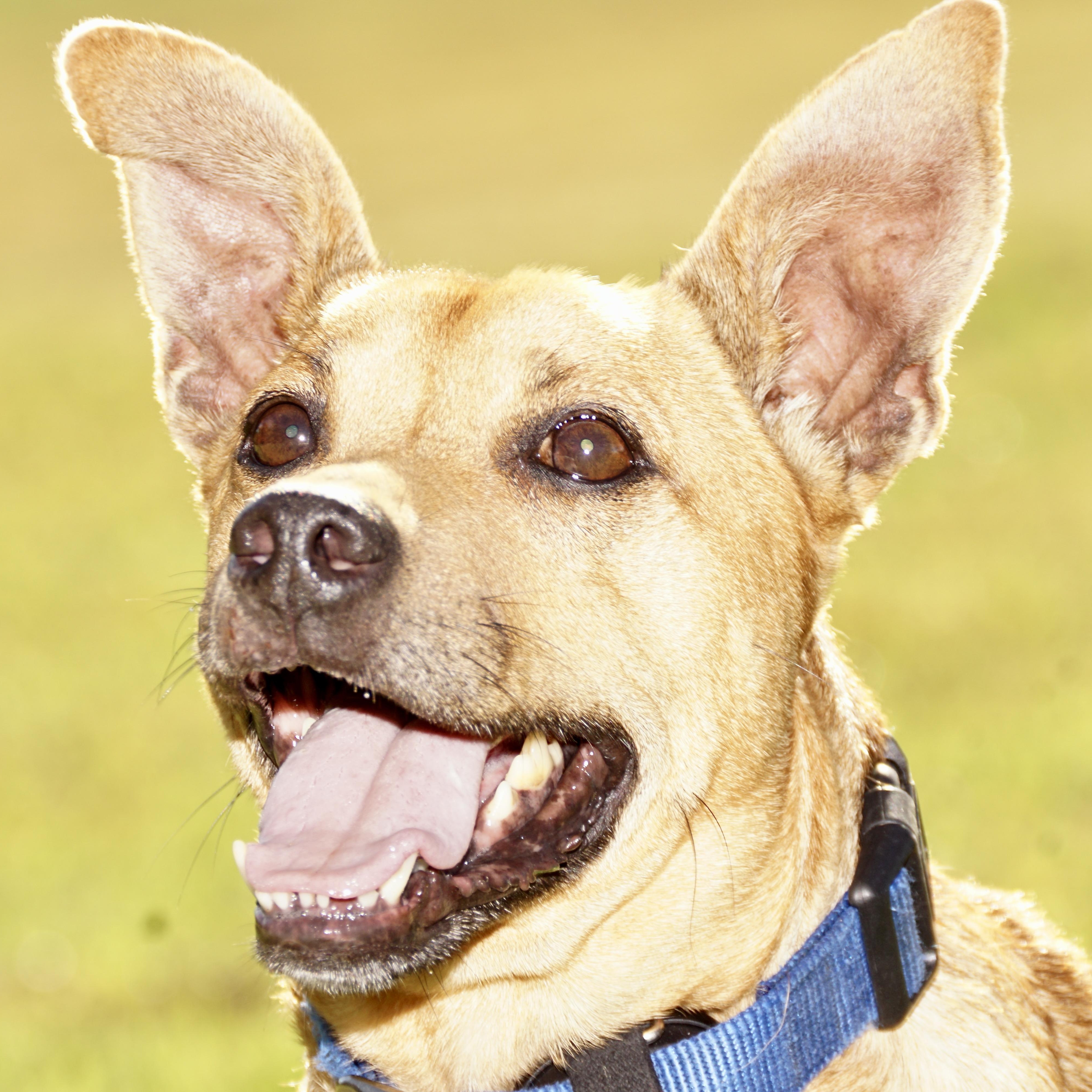 Ricky-s, a Adoptable mixed breed in Sequatchie, TN image 1/6