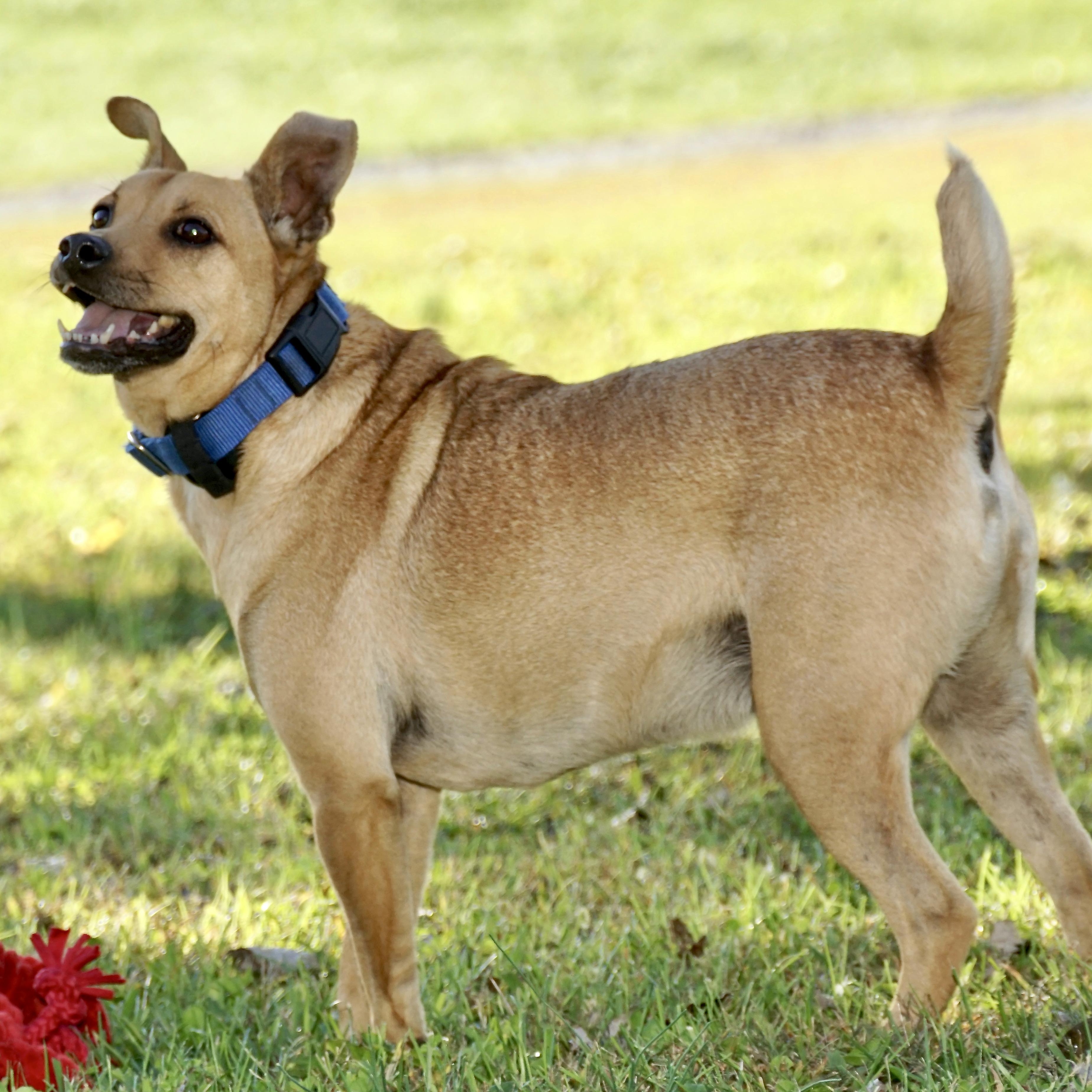 Ricky-s, a Adoptable mixed breed in Sequatchie, TN image 4/6