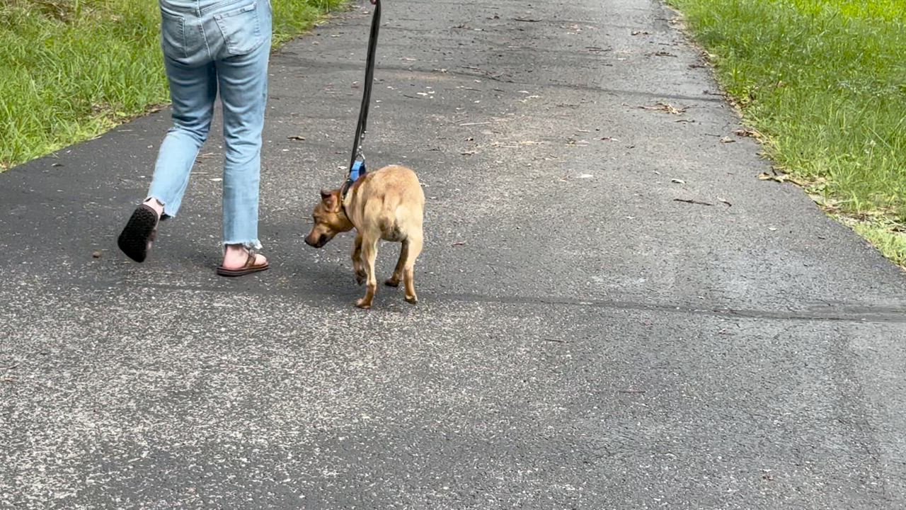 Enlarge Ricky-s, a Adoptable mixed breed in Sequatchie, TN video 6/6