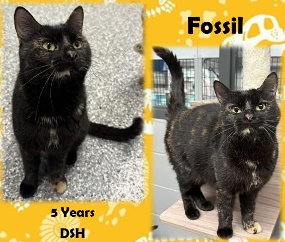 Fossil, adopted, Adult Female Domestic Short Hair.