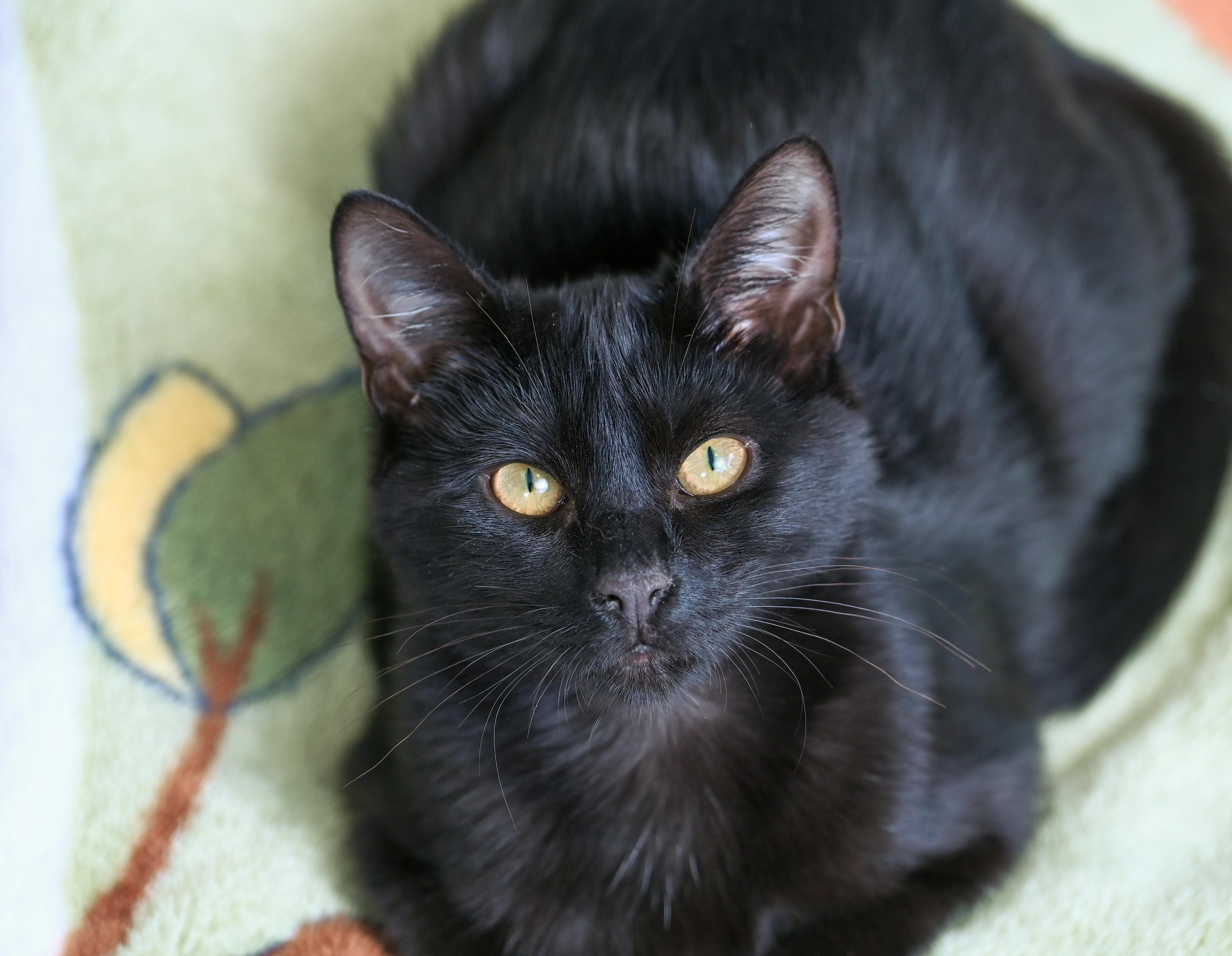Enlarge Milano, a Adoptable mixed breed in Chattanooga, TN image 2/6