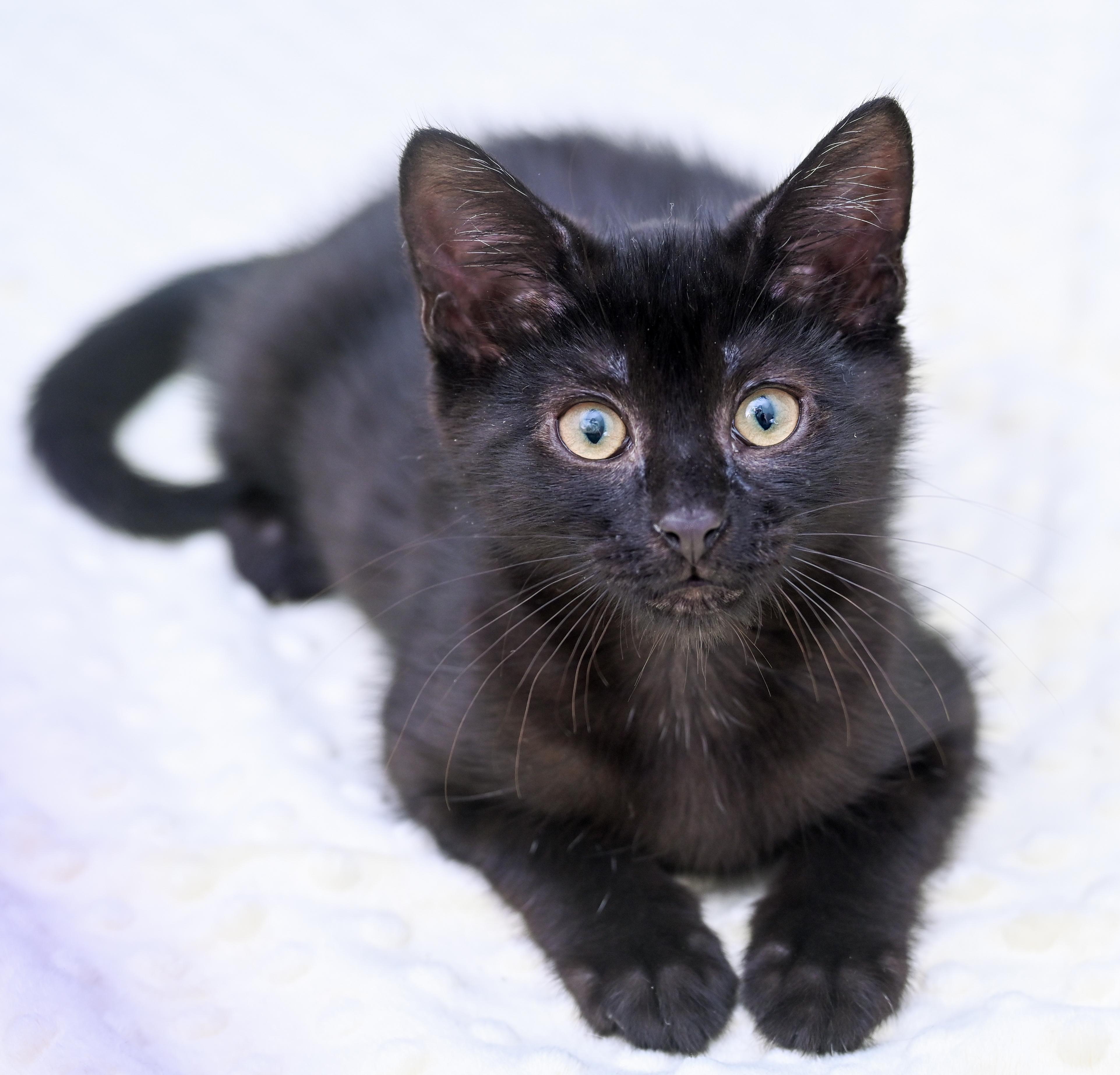 Enlarge Milano, an adoptable mixed breed in Chattanooga, TN image 2/6