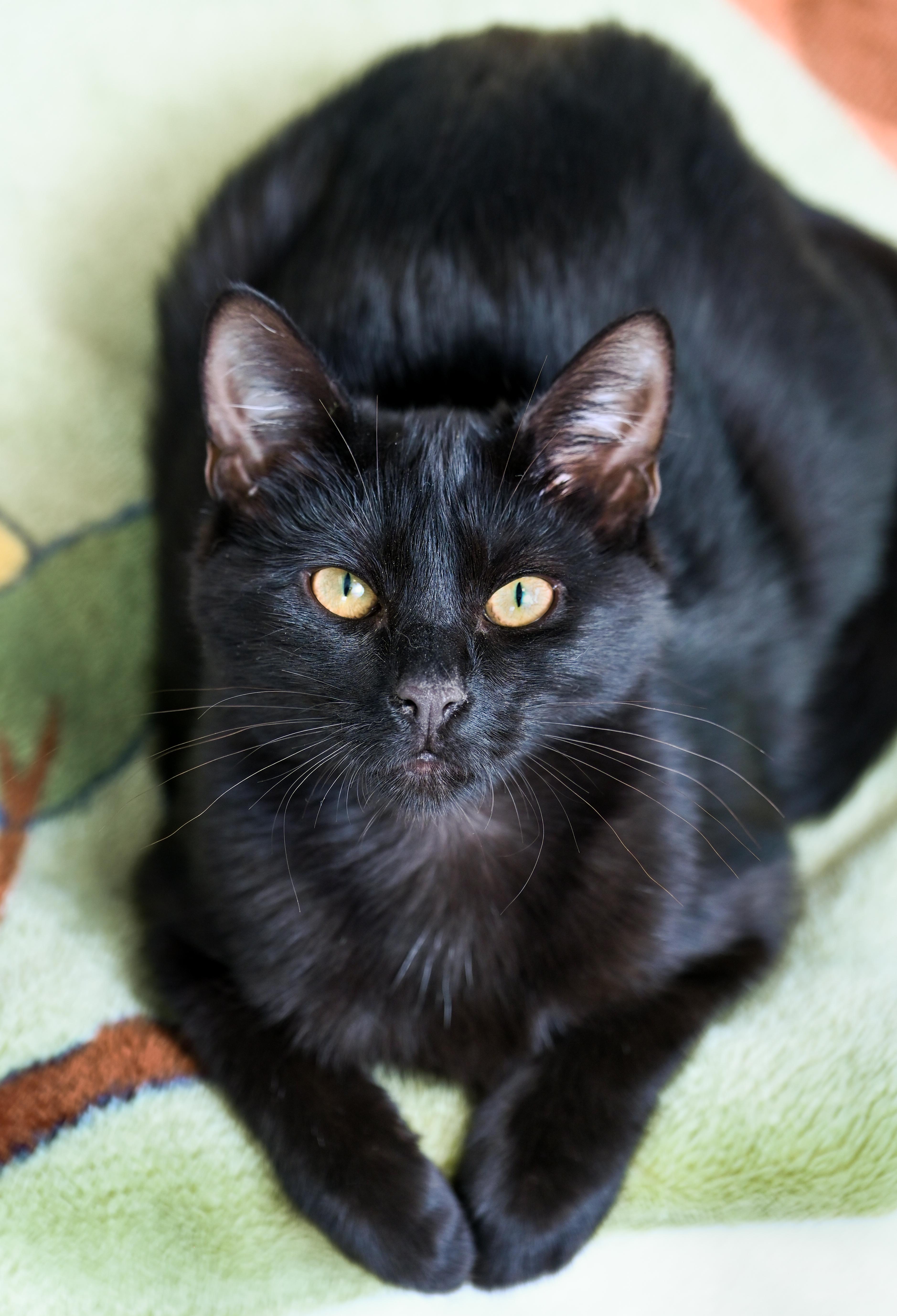 Enlarge Milano, a Adoptable mixed breed in Chattanooga, TN image 1/6