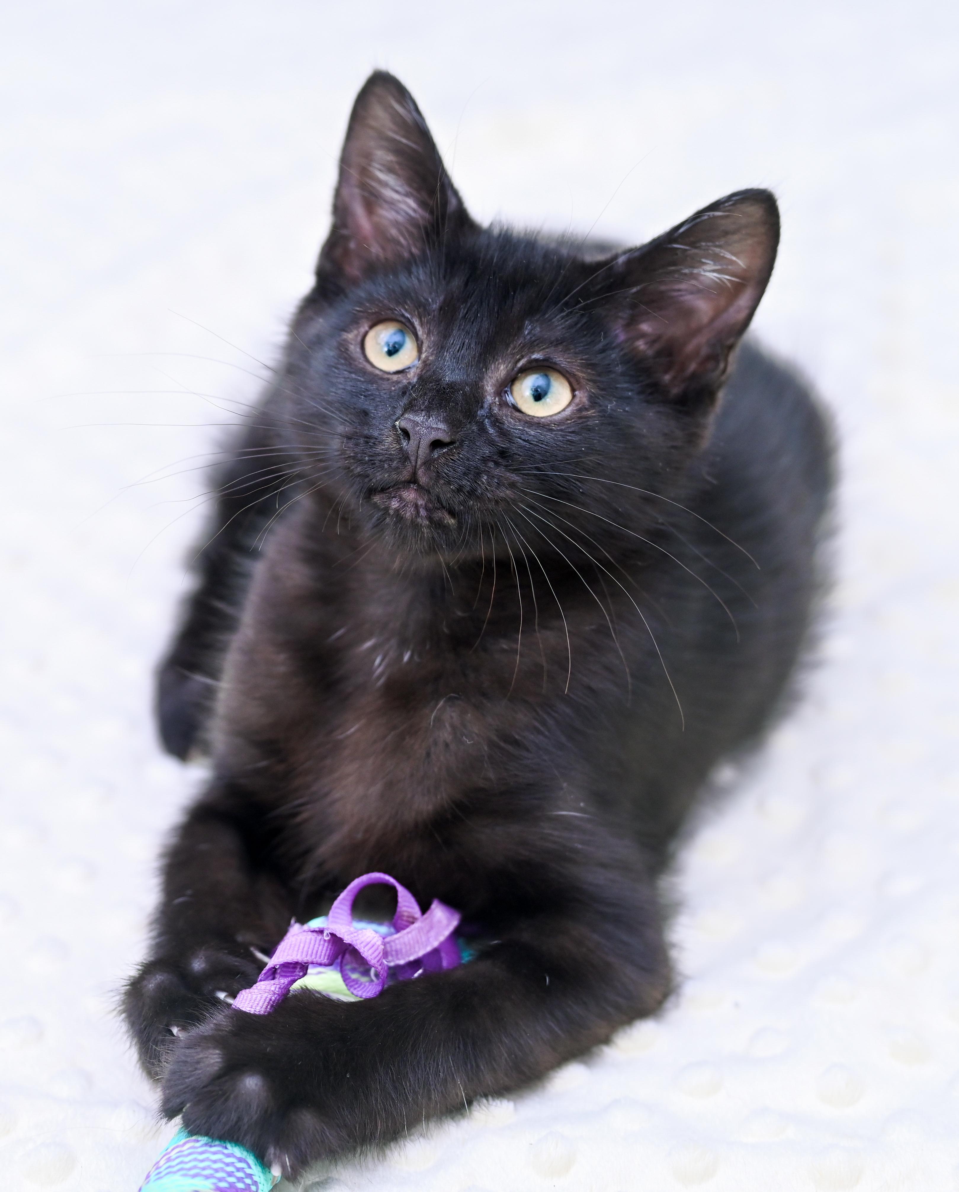 Enlarge Milano, an adoptable mixed breed in Chattanooga, TN image 4/6