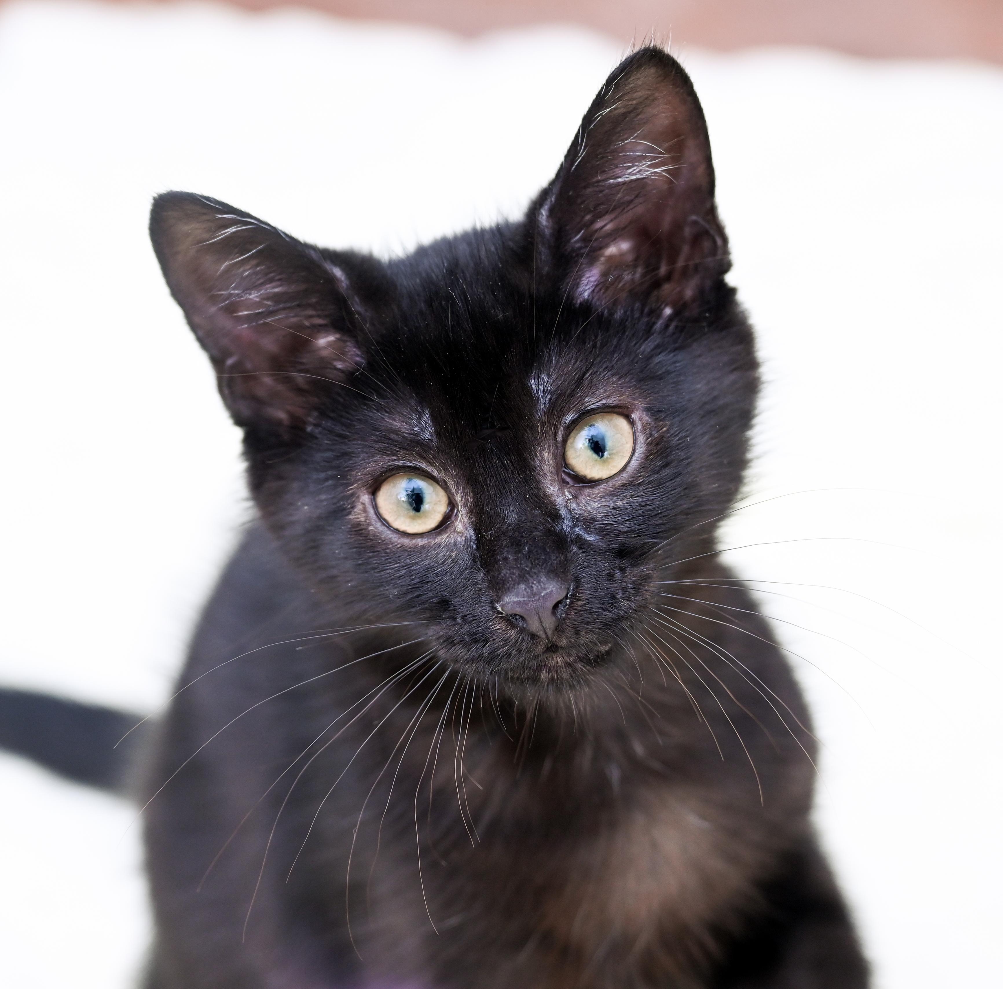 Enlarge Milano, an adoptable mixed breed in Chattanooga, TN image 6/6