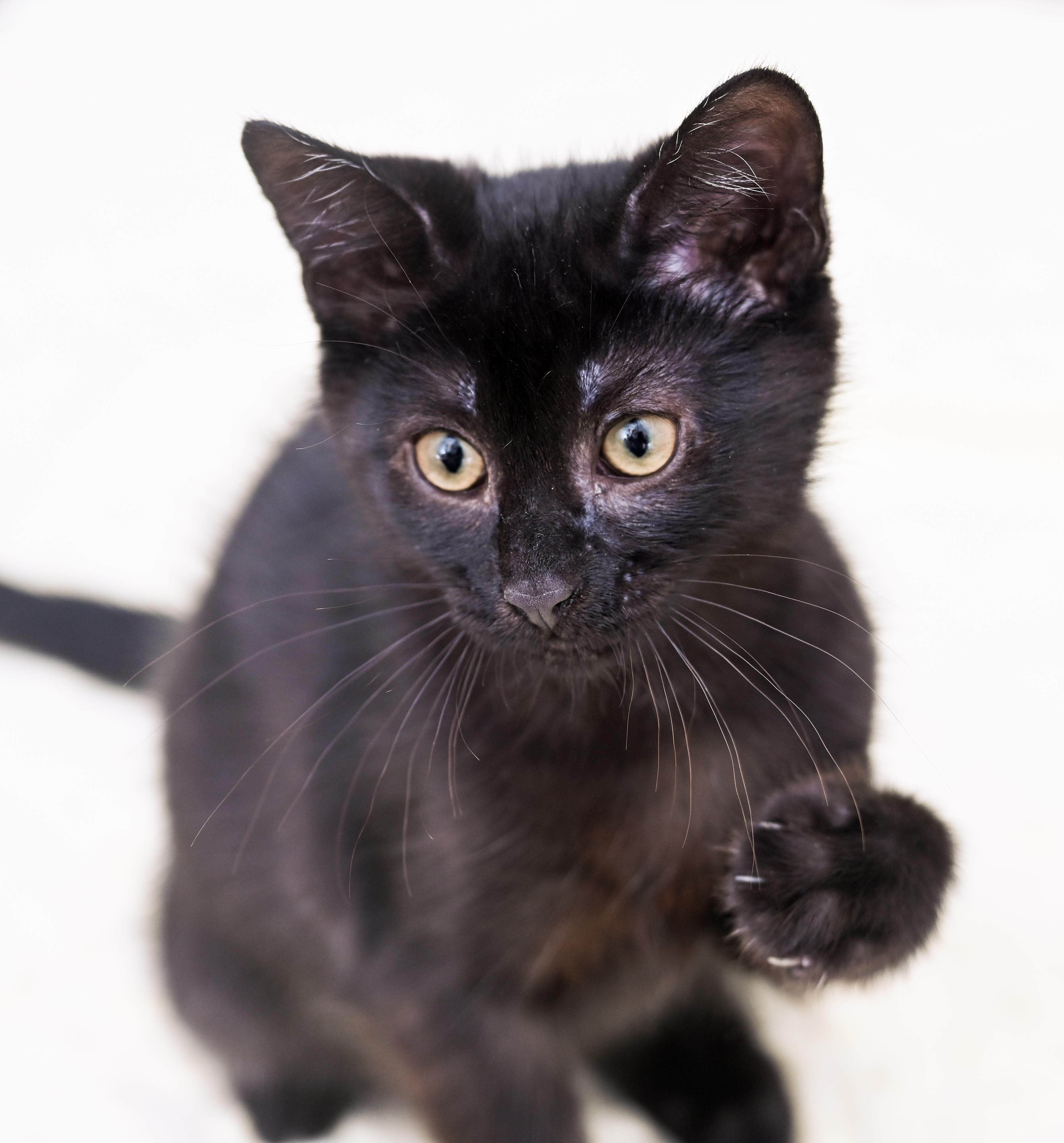 Enlarge Milano, an adoptable mixed breed in Chattanooga, TN image 3/6