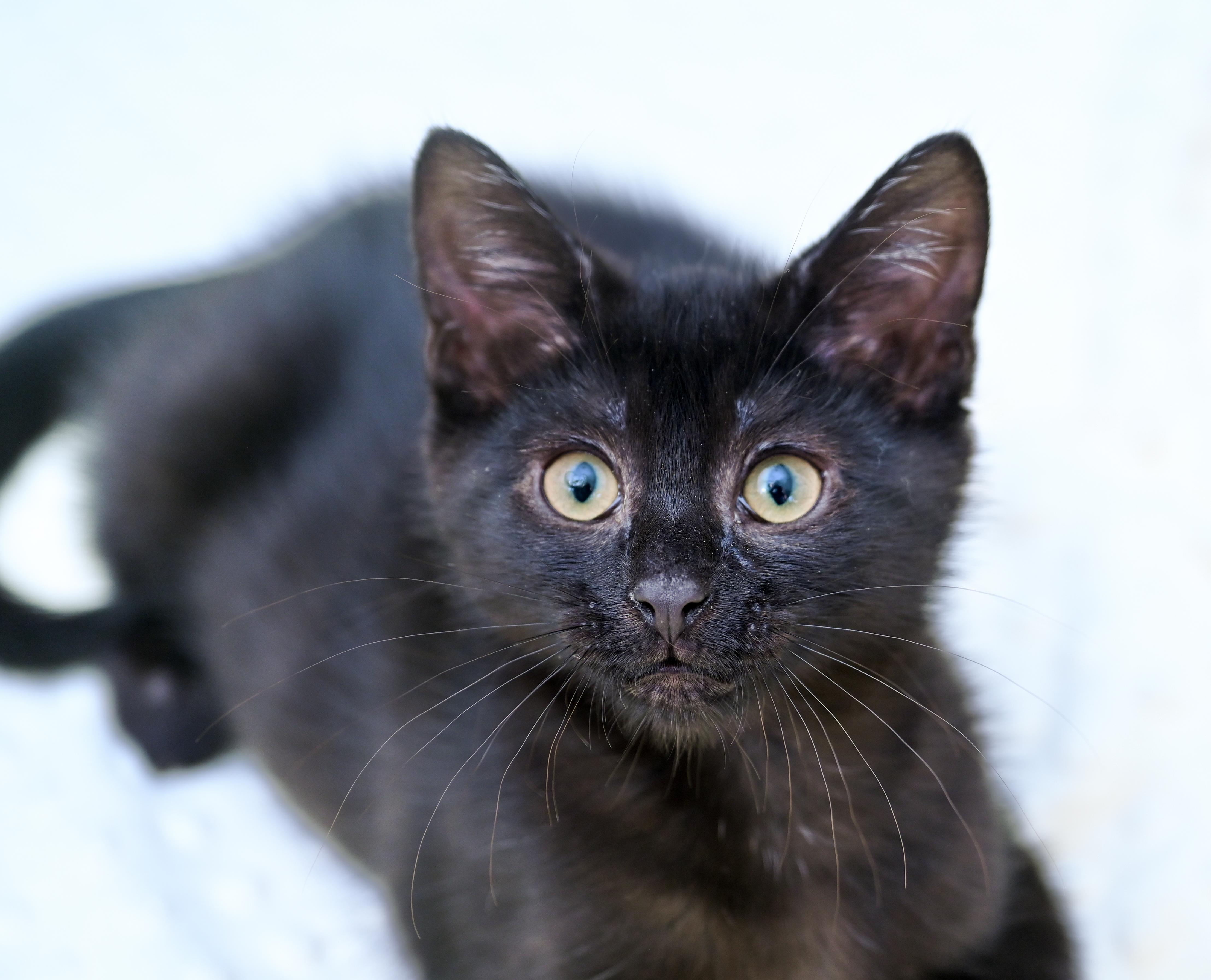Enlarge Milano, an adoptable mixed breed in Chattanooga, TN image 5/6