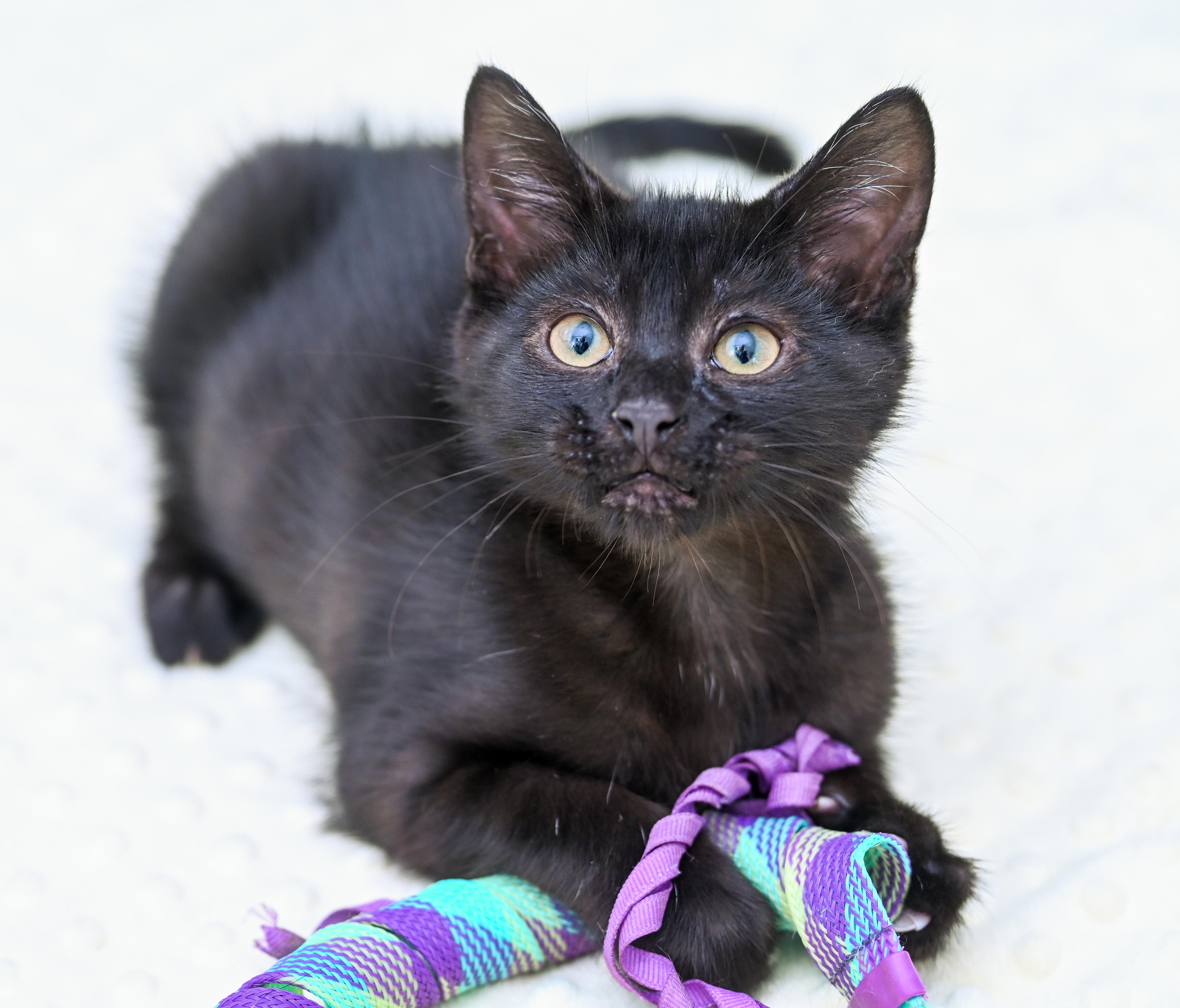 Enlarge Milano, an adoptable mixed breed in Chattanooga, TN image 1/6