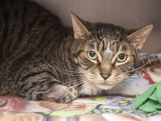 Enlarge MAX, a Adoptable Domestic Short Hair in Phoenix, AZ image 2/2