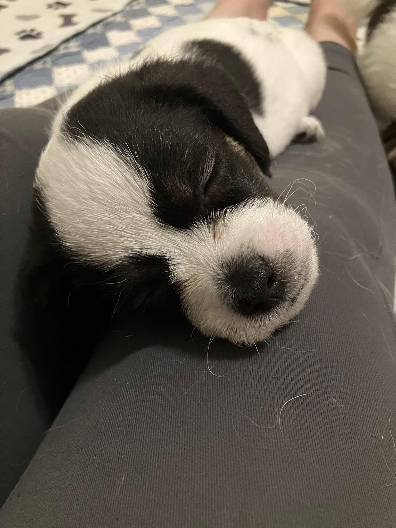 Caper, Adopted, Puppy Male Jack Russell Terrier & Shih Tzu.