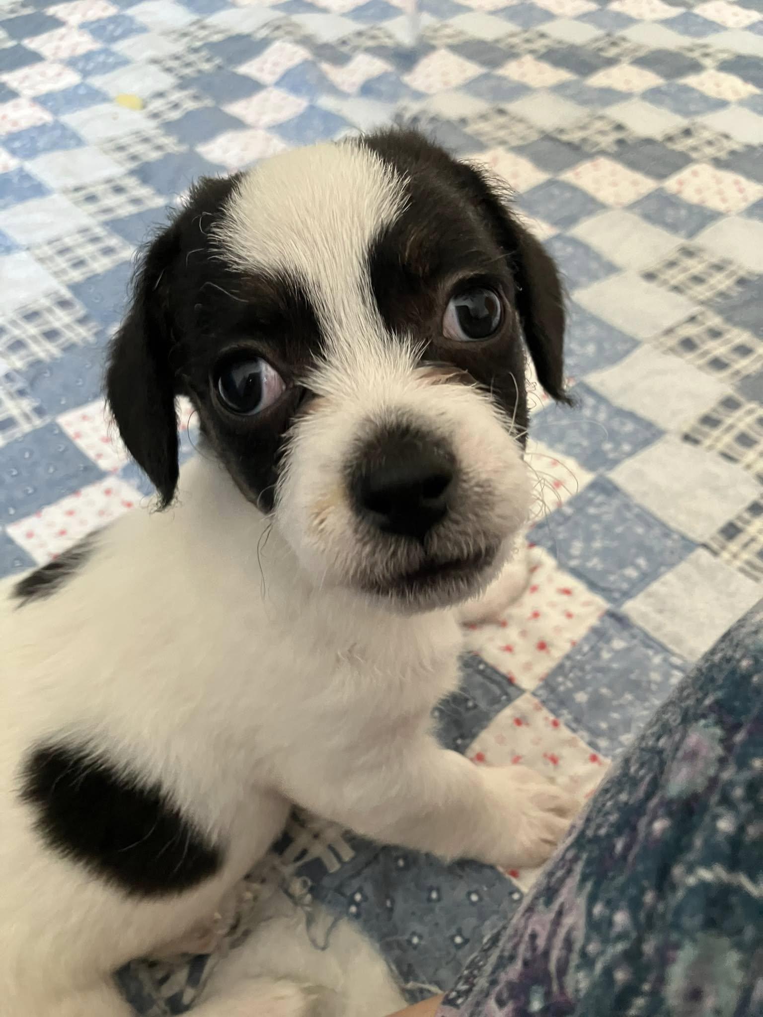 Enlarge Caper, a Adopted mixed breed in Parma, OH image 2/5