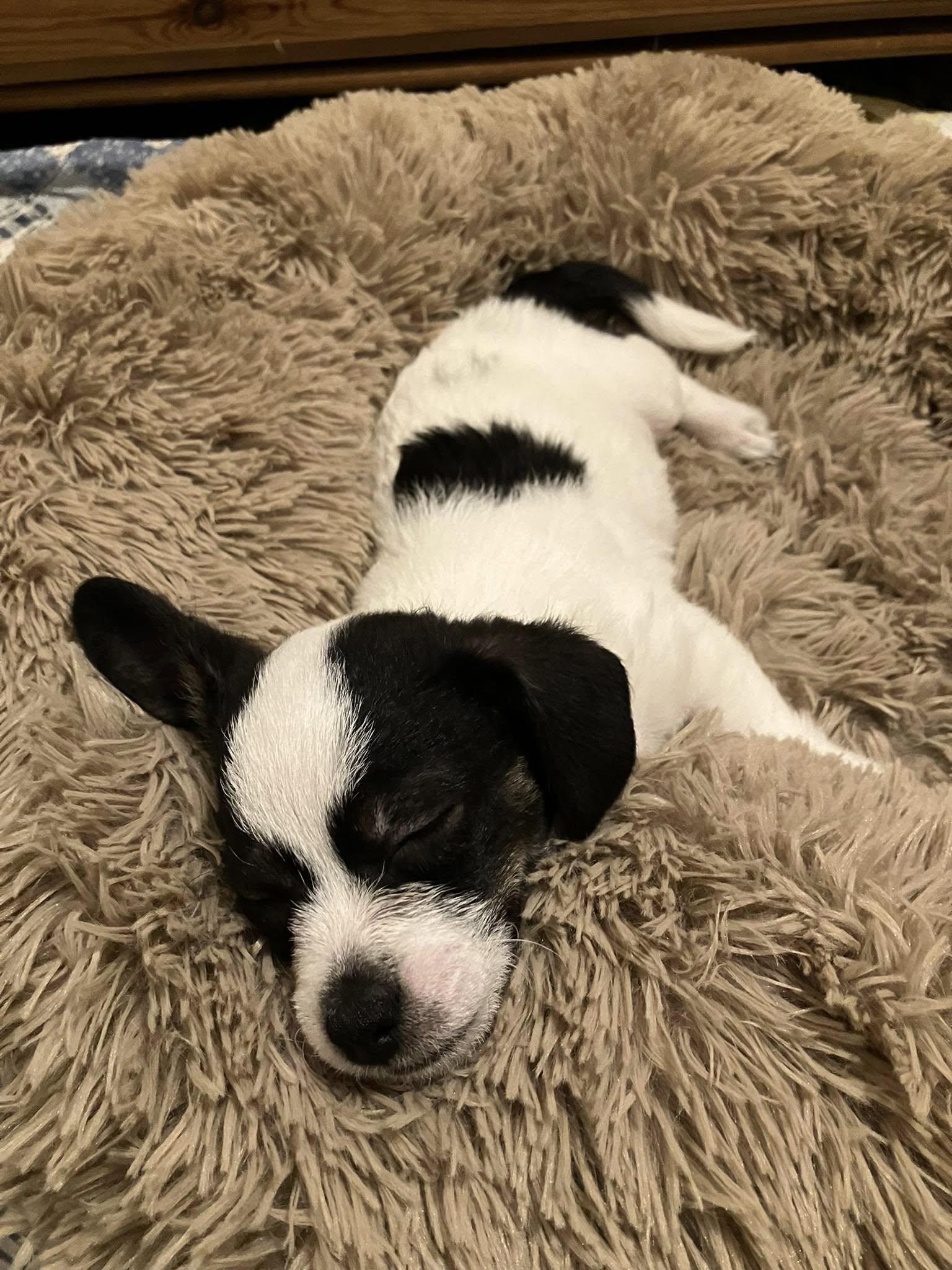 Enlarge Caper, a Adopted mixed breed in Parma, OH image 3/5