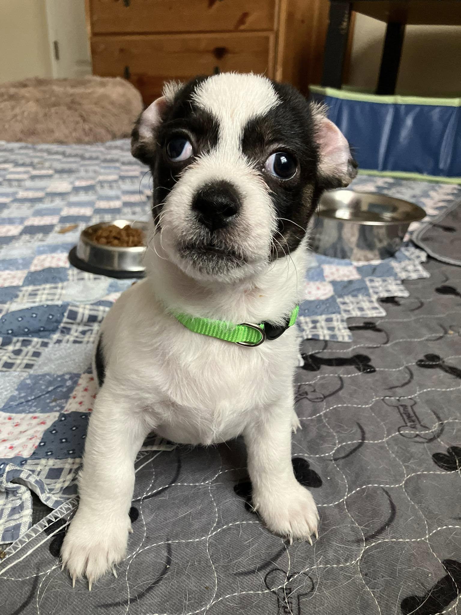 Enlarge Caper, a Adopted mixed breed in Parma, OH image 4/5