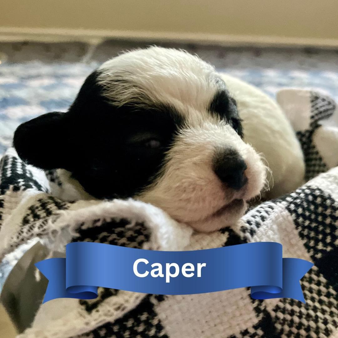 Enlarge Caper, a Adopted mixed breed in Parma, OH image 5/5