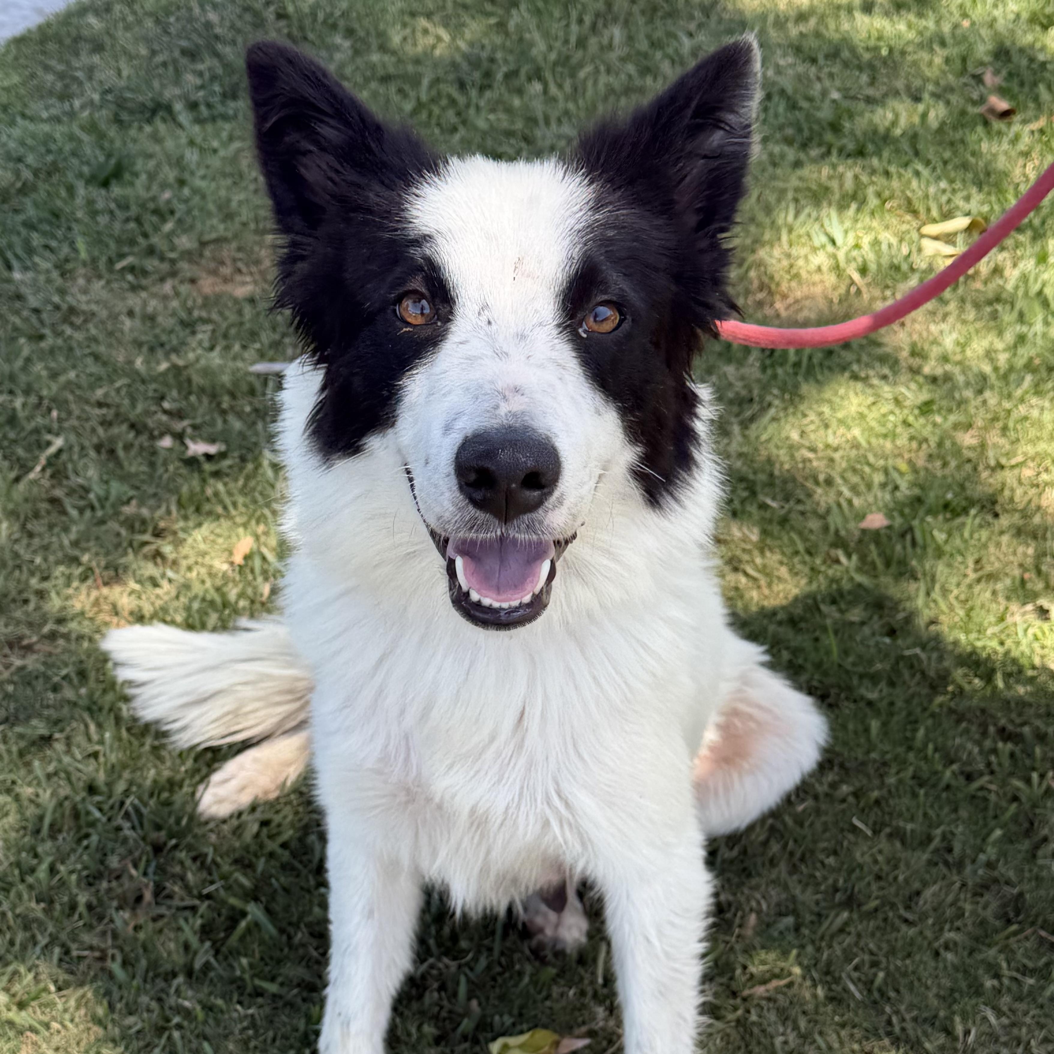 Razzle Dazzle, adopted, Young Female Border Collie.