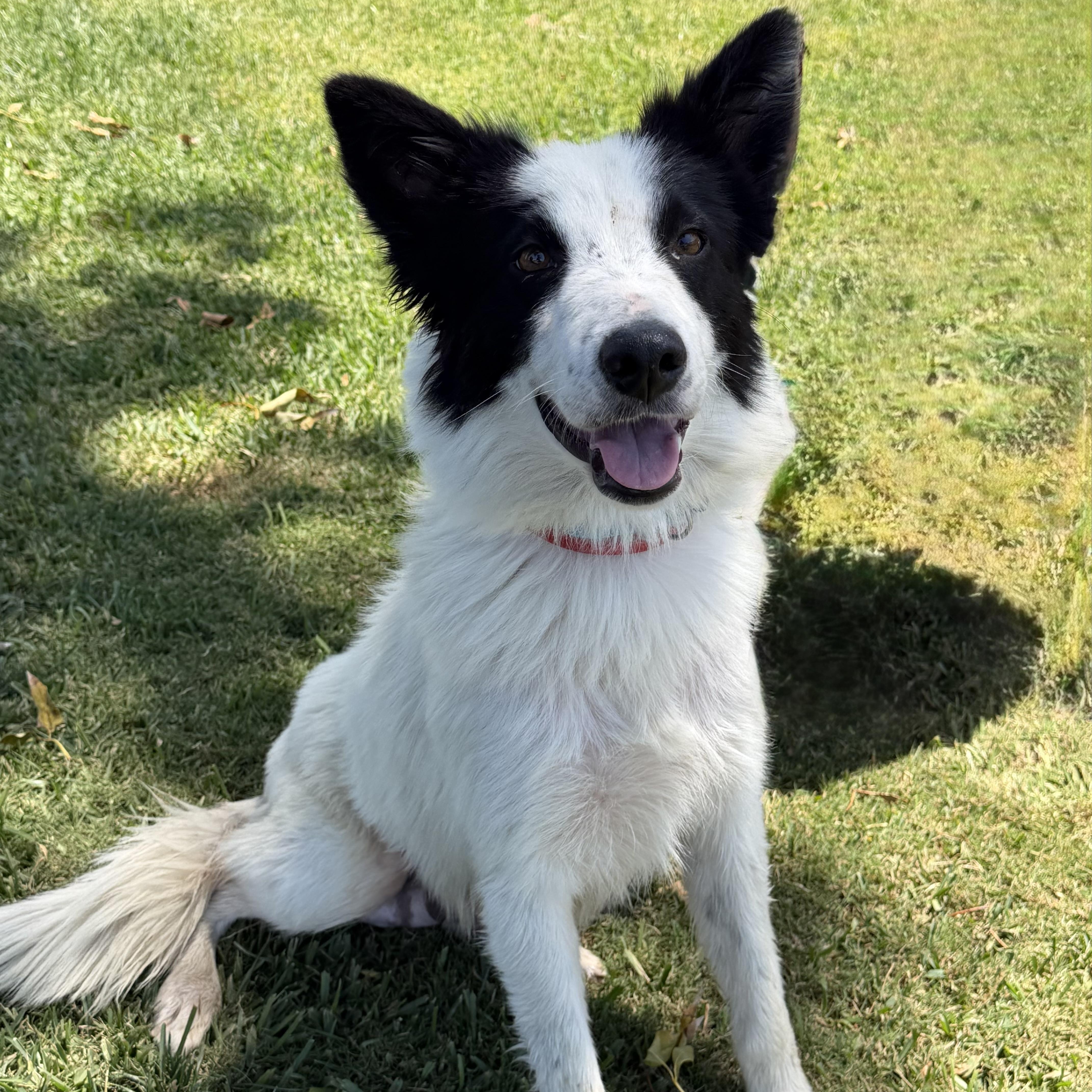 Enlarge Razzle Dazzle, an adopted mixed breed in Newport Beach, CA image 2/3