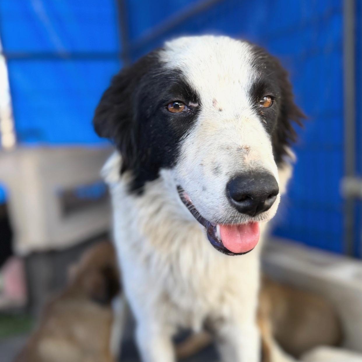 Enlarge Razzle Dazzle, an adopted mixed breed in Newport Beach, CA image 3/3