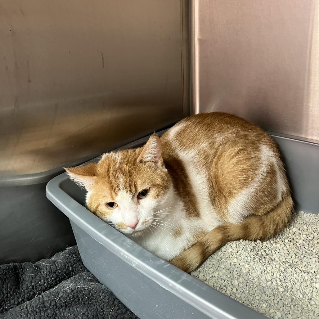 Rocco, Adoptable, Young Male Domestic Short Hair.