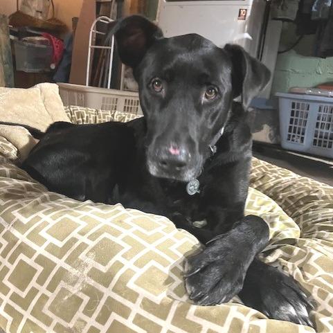 Enlarge Better Than Burt Reynolds, a Adoptable mixed breed in Kansas City, MO image 2/6