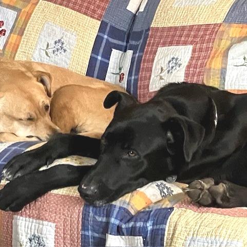 Enlarge Better Than Burt Reynolds, a Adoptable mixed breed in Kansas City, MO image 5/6