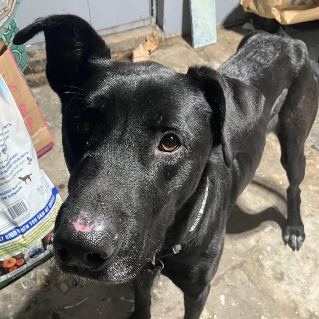 Enlarge Better Than Burt Reynolds, a Adoptable mixed breed in Kansas City, MO image 6/6