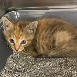 Sandy, Adoptable, Kitten Female Domestic Short Hair.