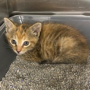 Sandy, a Adoptable Domestic Short Hair in Emporia, KS image 2/4