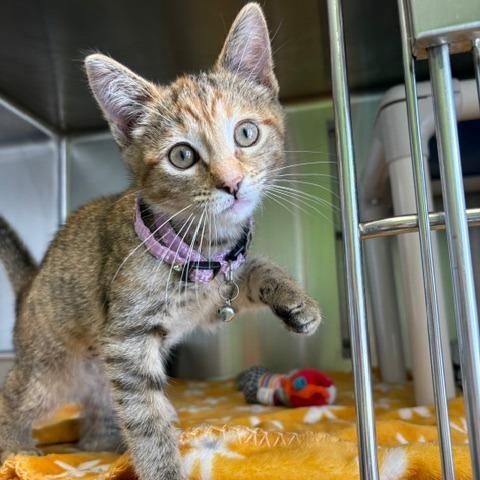 Sandy, a Adoptable Domestic Short Hair in Emporia, KS image 3/4