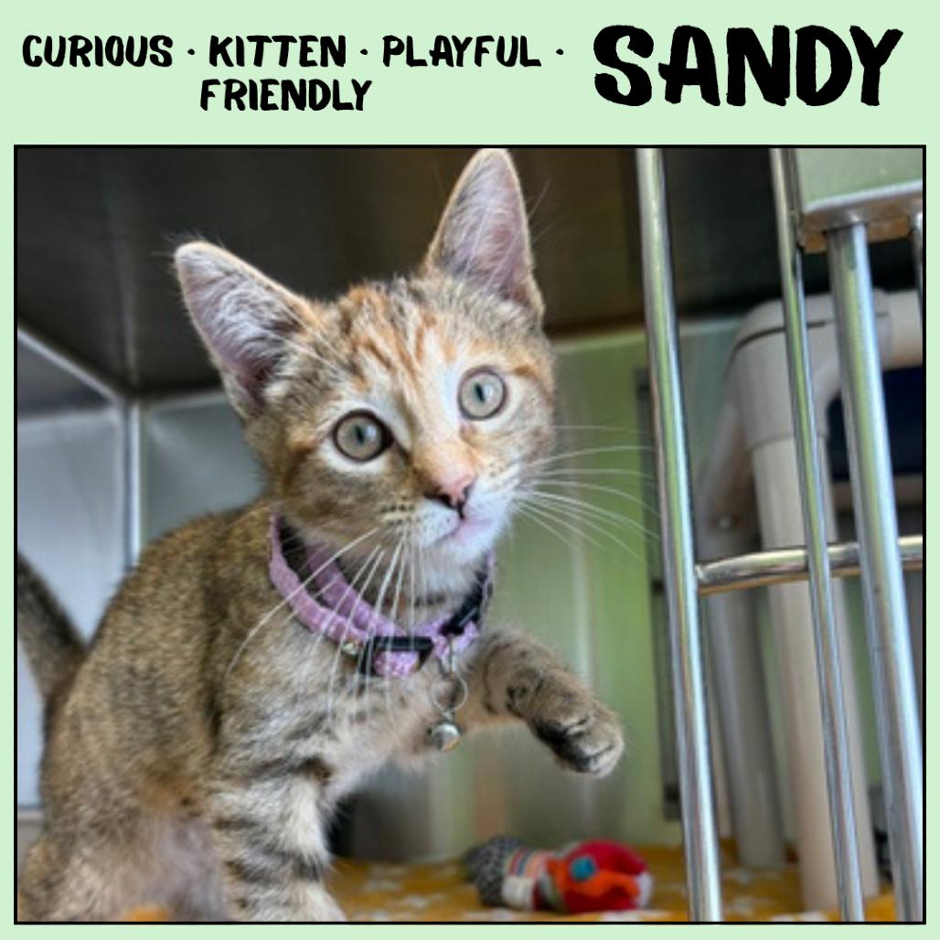 Sandy, a Adoptable Domestic Short Hair in Emporia, KS image 4/4