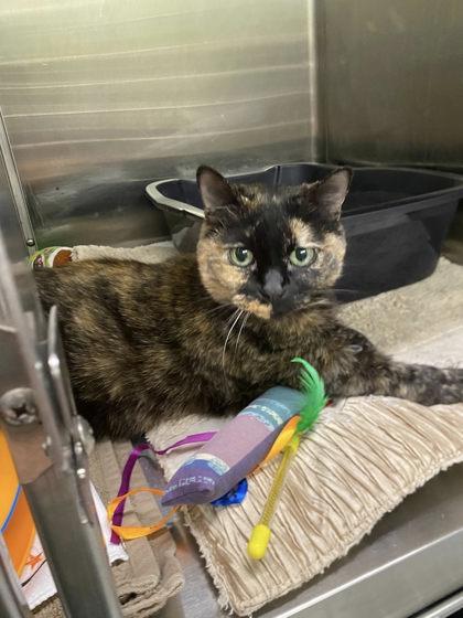 Simone, Adoptable, Adult Female Domestic Short Hair & Domestic Short Hair.