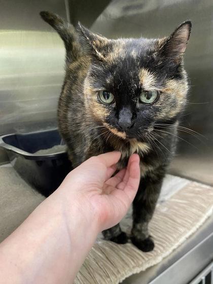 Enlarge Simone, a Adoptable mixed breed in Hobart, IN image 2/2