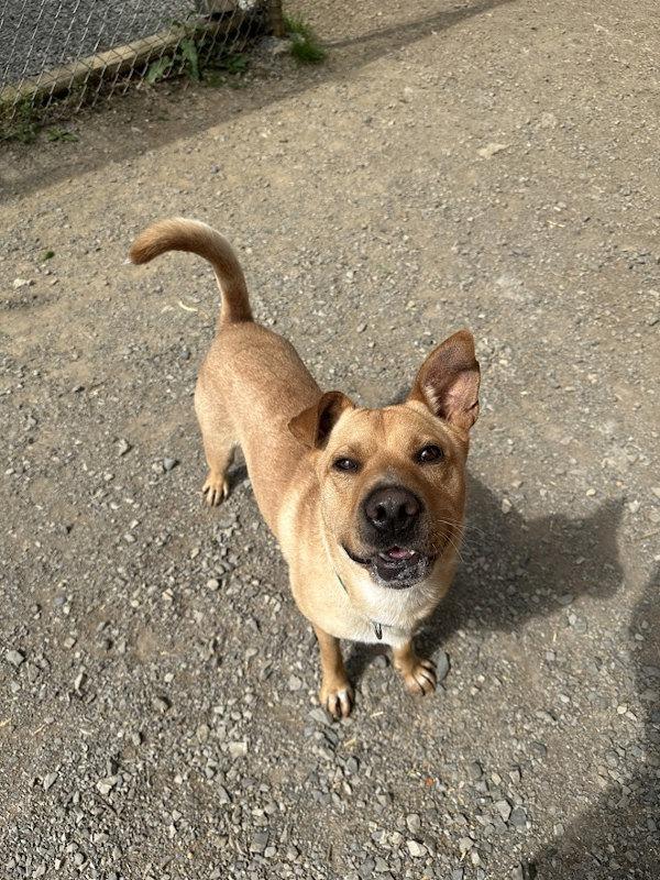 Hank, Adoptable, Adult Male Hound.