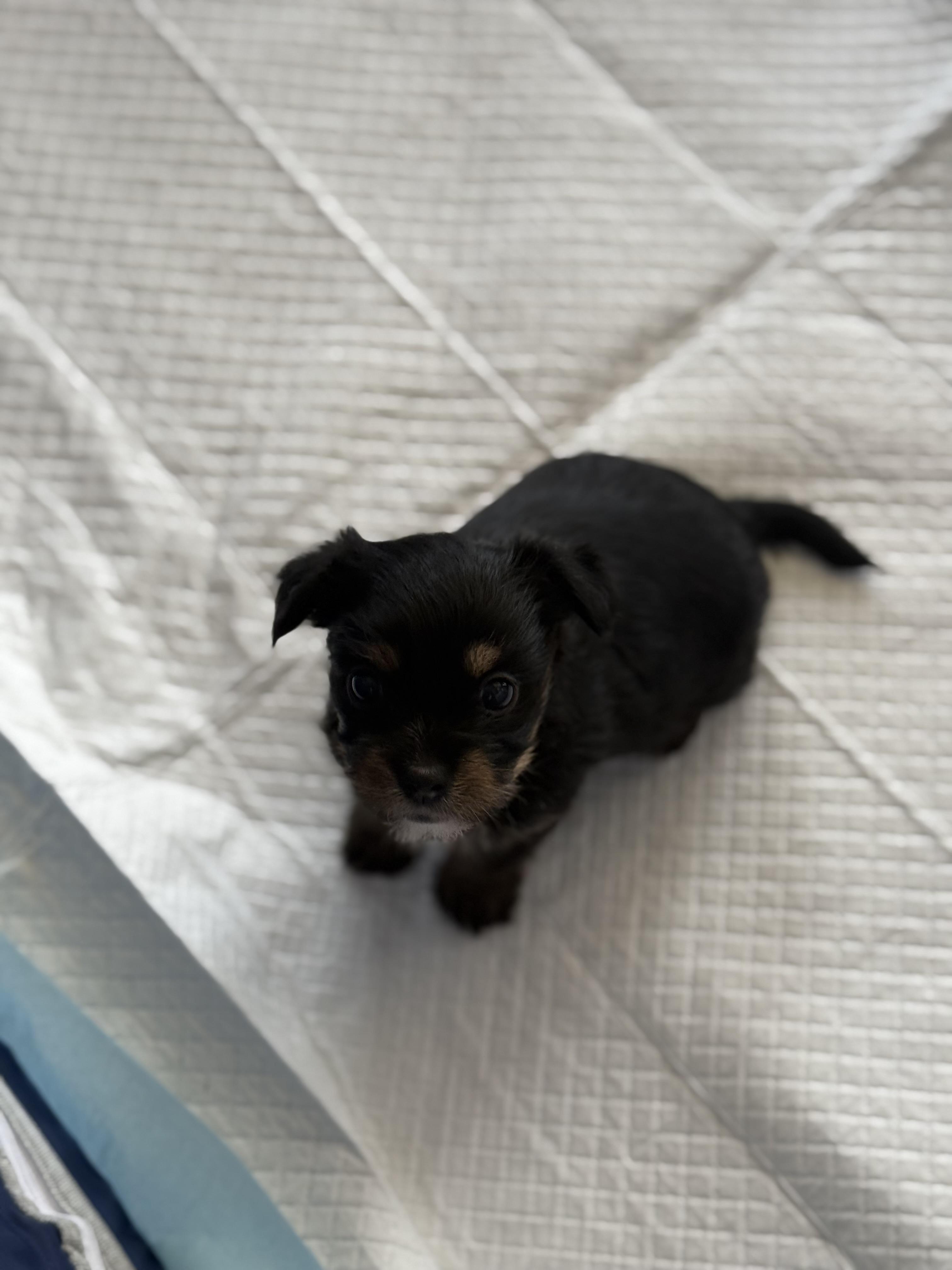 Enlarge Rue, a Adopted mixed breed in Harrah, OK image 1/1