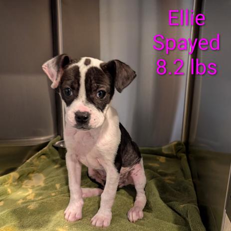 Ellie, Adoptable, Puppy Female Boxer & Terrier.