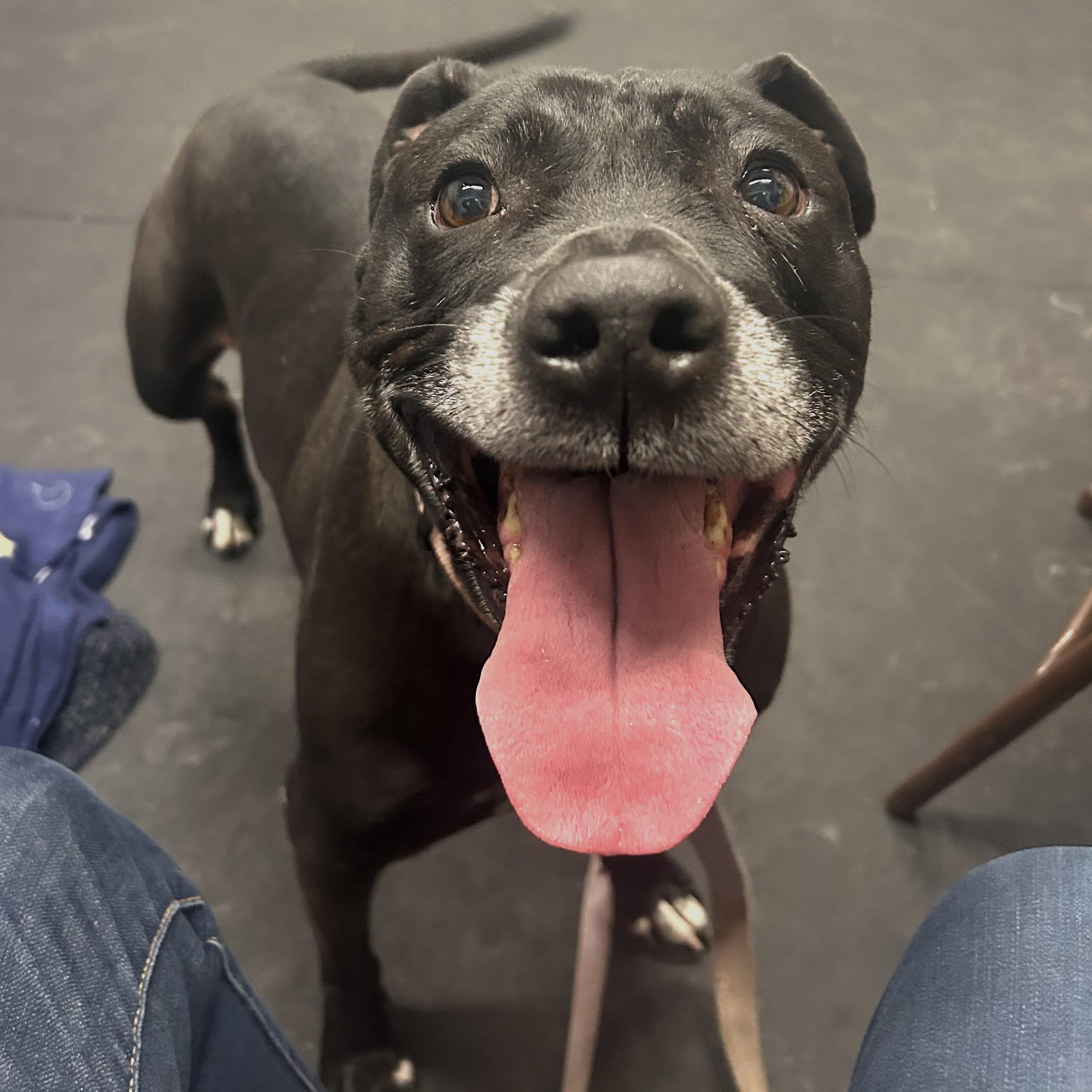 Enlarge Izzy-Loving, gentle, chill girl, a ADOPTABLE mixed breed in Oshkosh, WI image 5/5