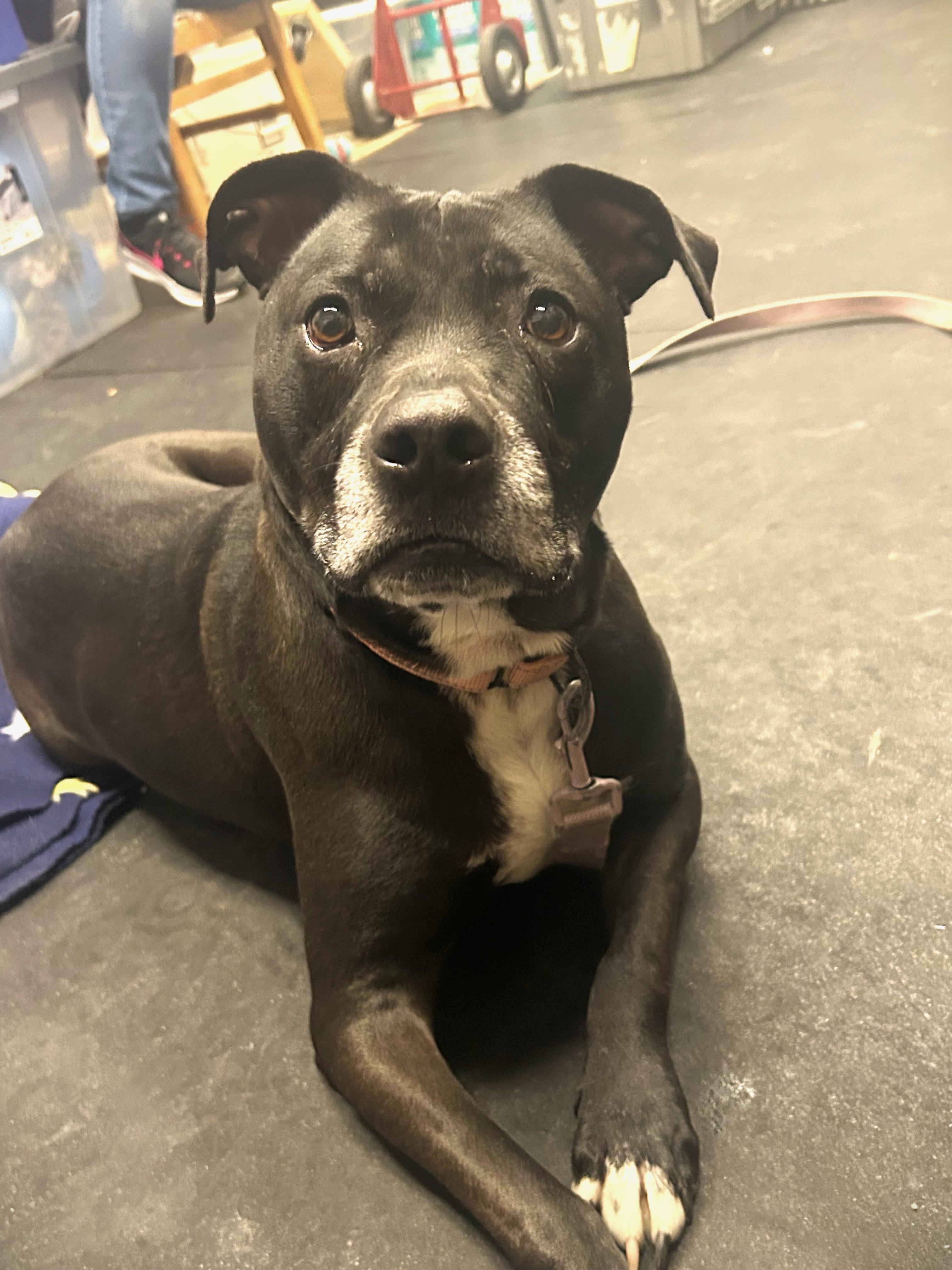 Enlarge Izzy-Loving, gentle, chill girl, a ADOPTABLE mixed breed in Oshkosh, WI image 4/5