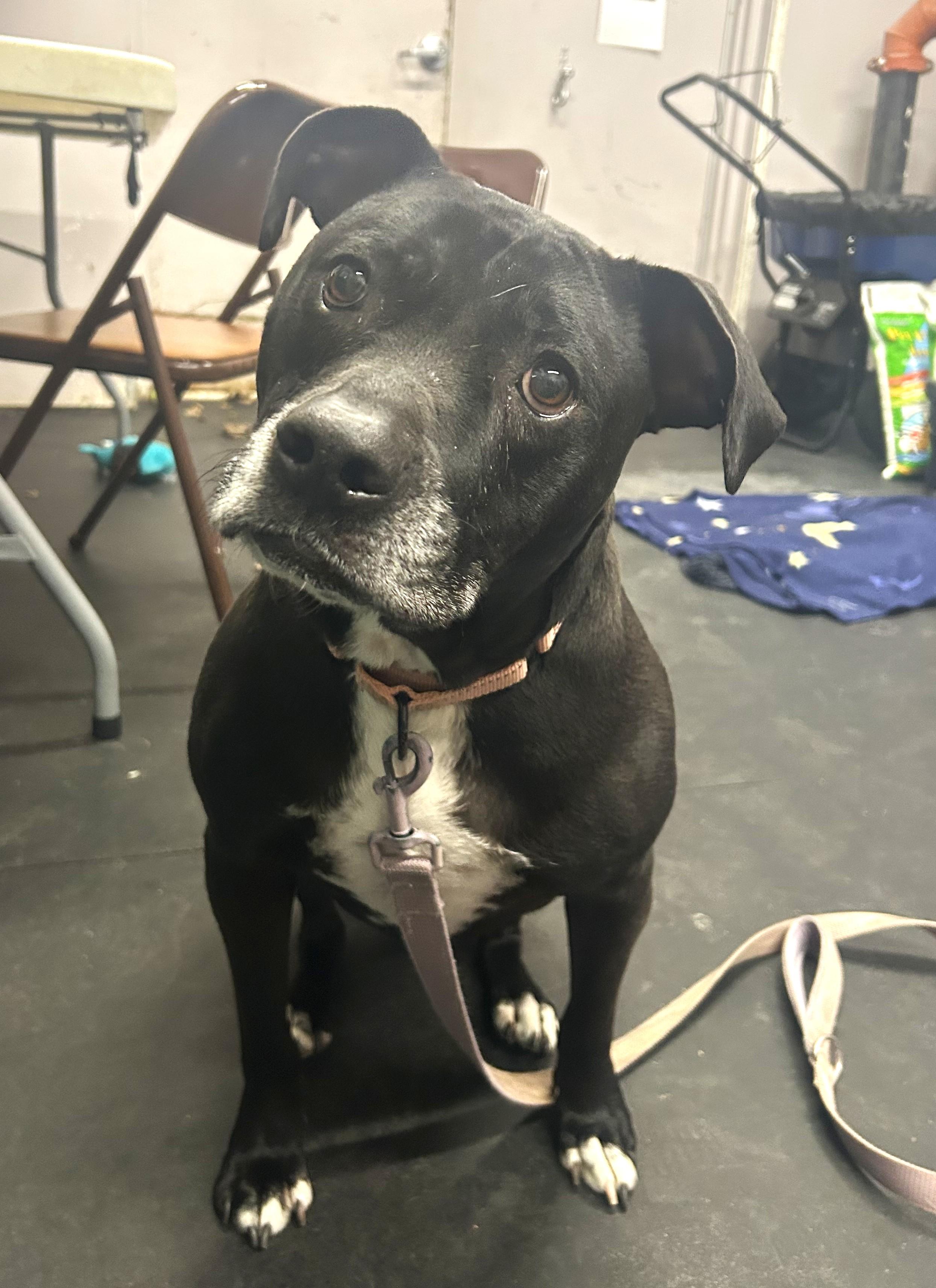 Enlarge Izzy-Loving, gentle, chill girl, a ADOPTABLE mixed breed in Oshkosh, WI image 3/5