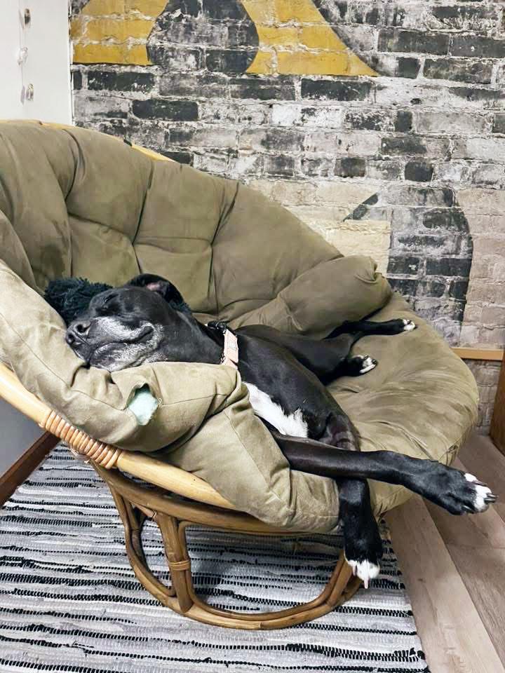 Izzy-Loving, gentle, chill girl, a ADOPTABLE mixed breed in Oshkosh, WI image 6/6