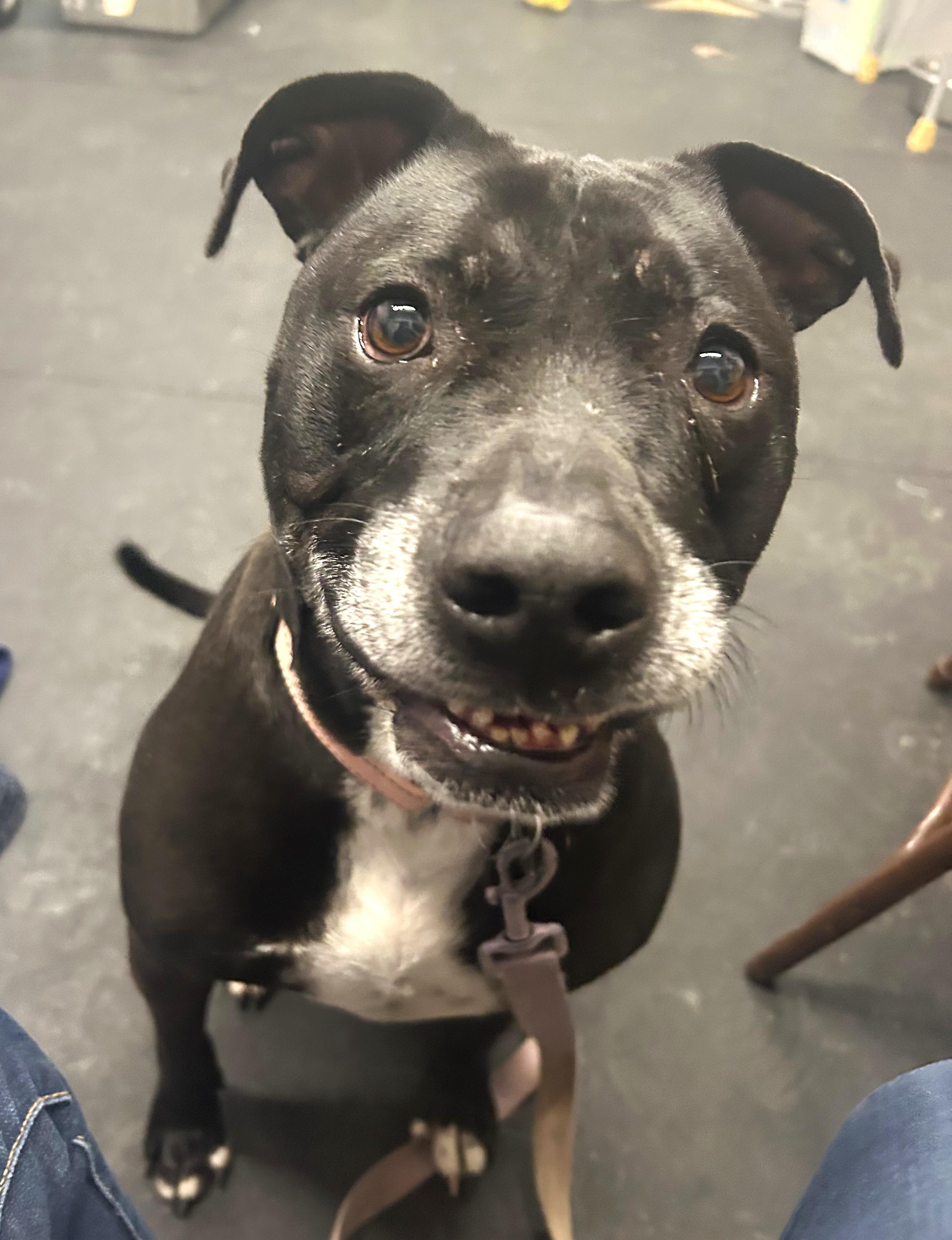 Izzy-Loving, gentle, chill girl, ADOPTABLE, Adult Female Mixed Breed.