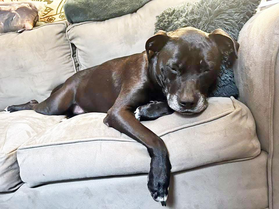 Izzy-Loving, gentle, chill girl, a ADOPTABLE mixed breed in Oshkosh, WI image 5/6