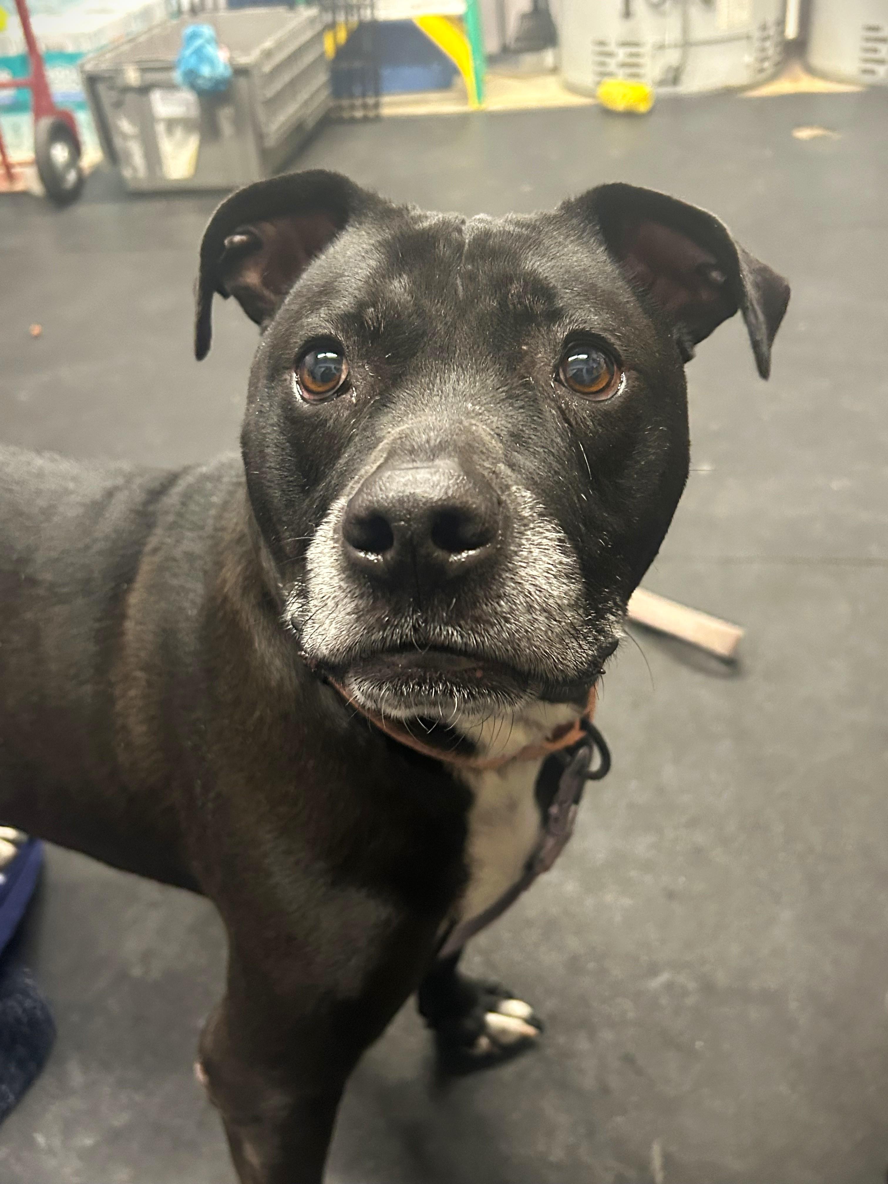 Enlarge Izzy-Loving, gentle, chill girl, a ADOPTABLE mixed breed in Oshkosh, WI image 2/5