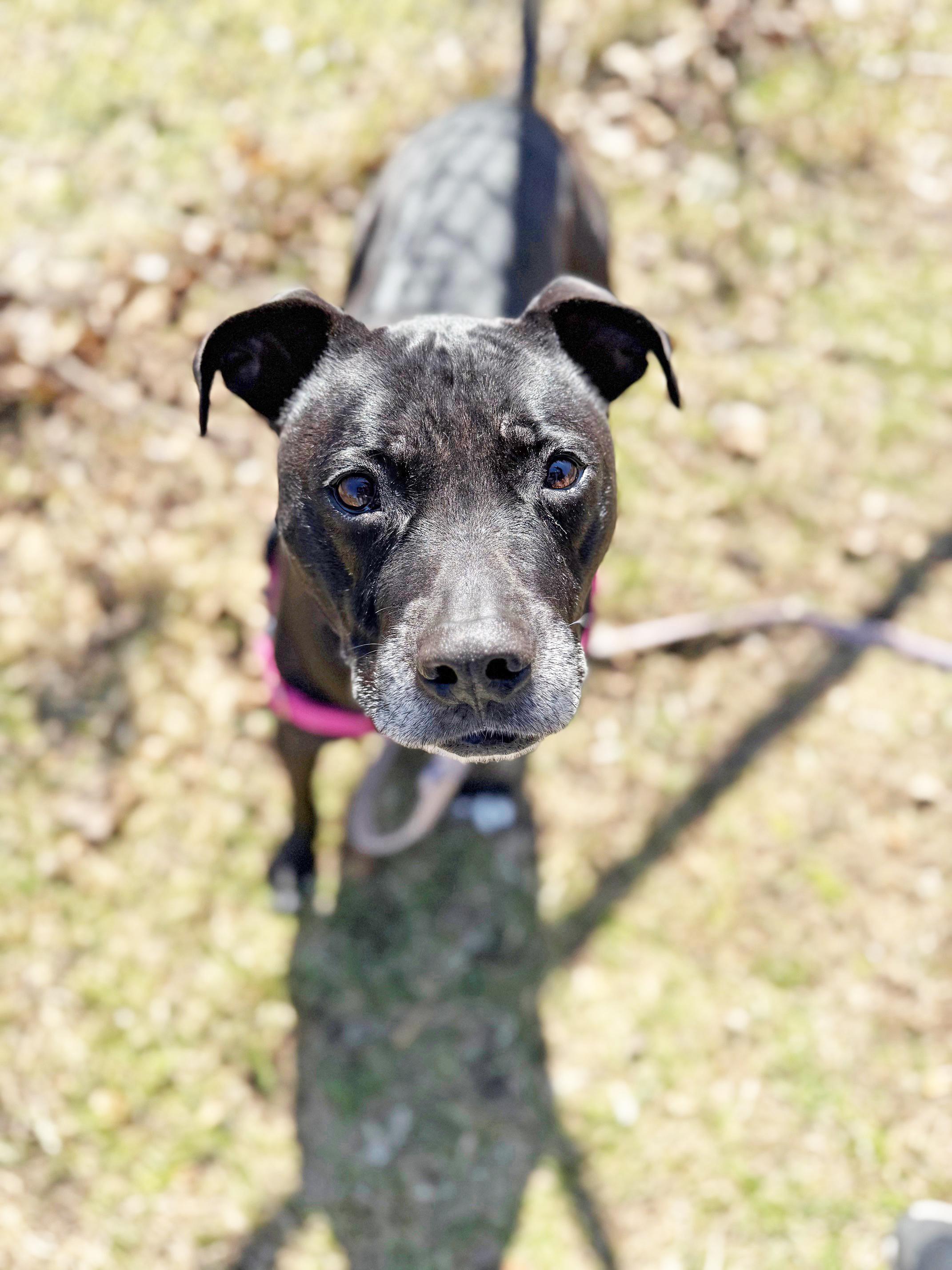 Izzy-Loving, gentle, chill girl, a ADOPTABLE mixed breed in Oshkosh, WI image 1/6