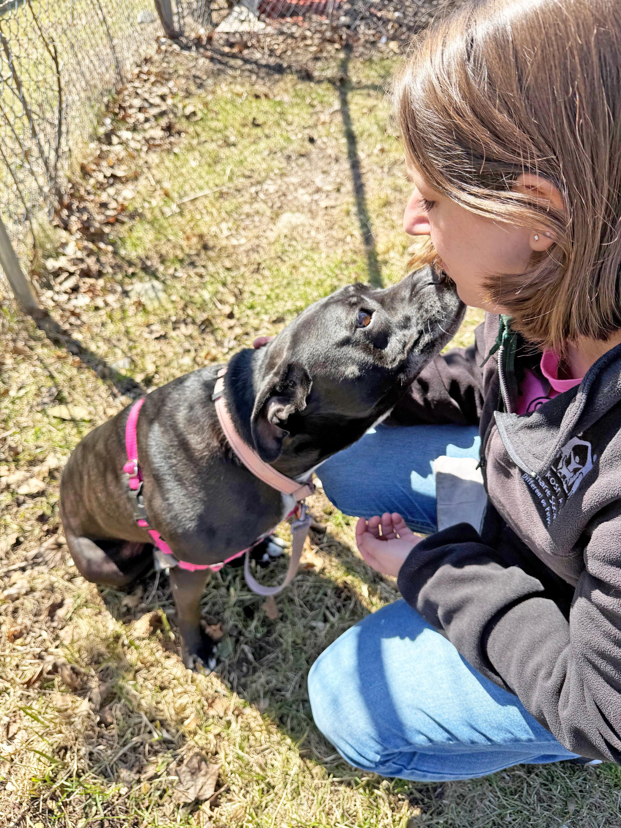 Izzy-Loving, gentle, chill girl, a ADOPTABLE mixed breed in Oshkosh, WI image 2/6
