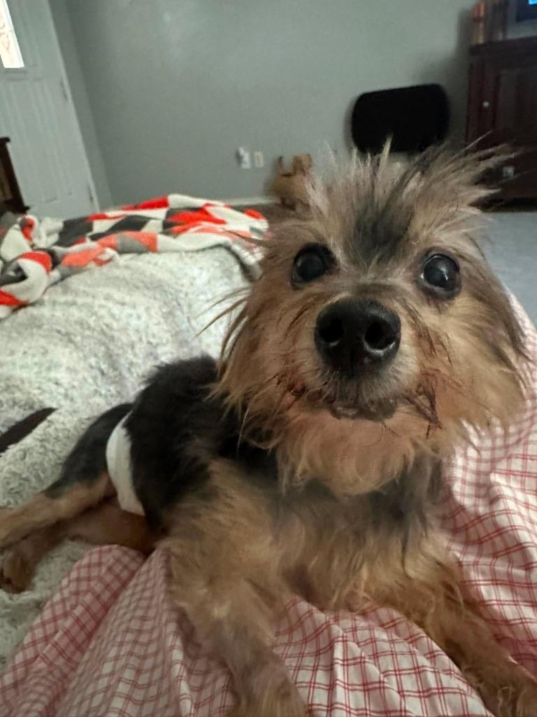 Tabie, Adoptable, Senior Male Yorkshire Terrier.